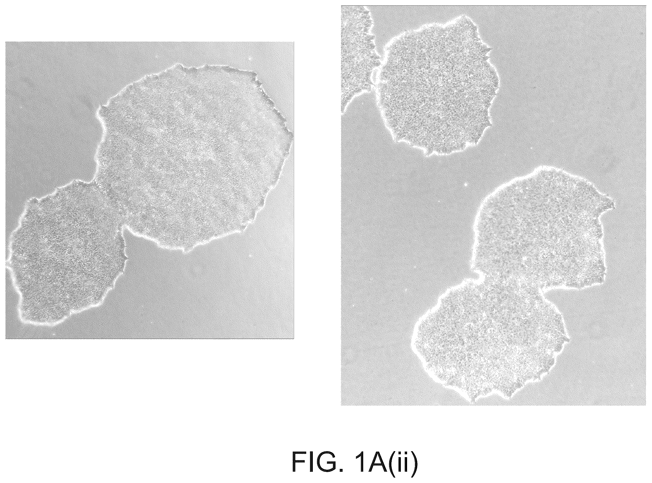 Patent US12590320 Figure 2 – Cellular models of and therapies for ocular diseases