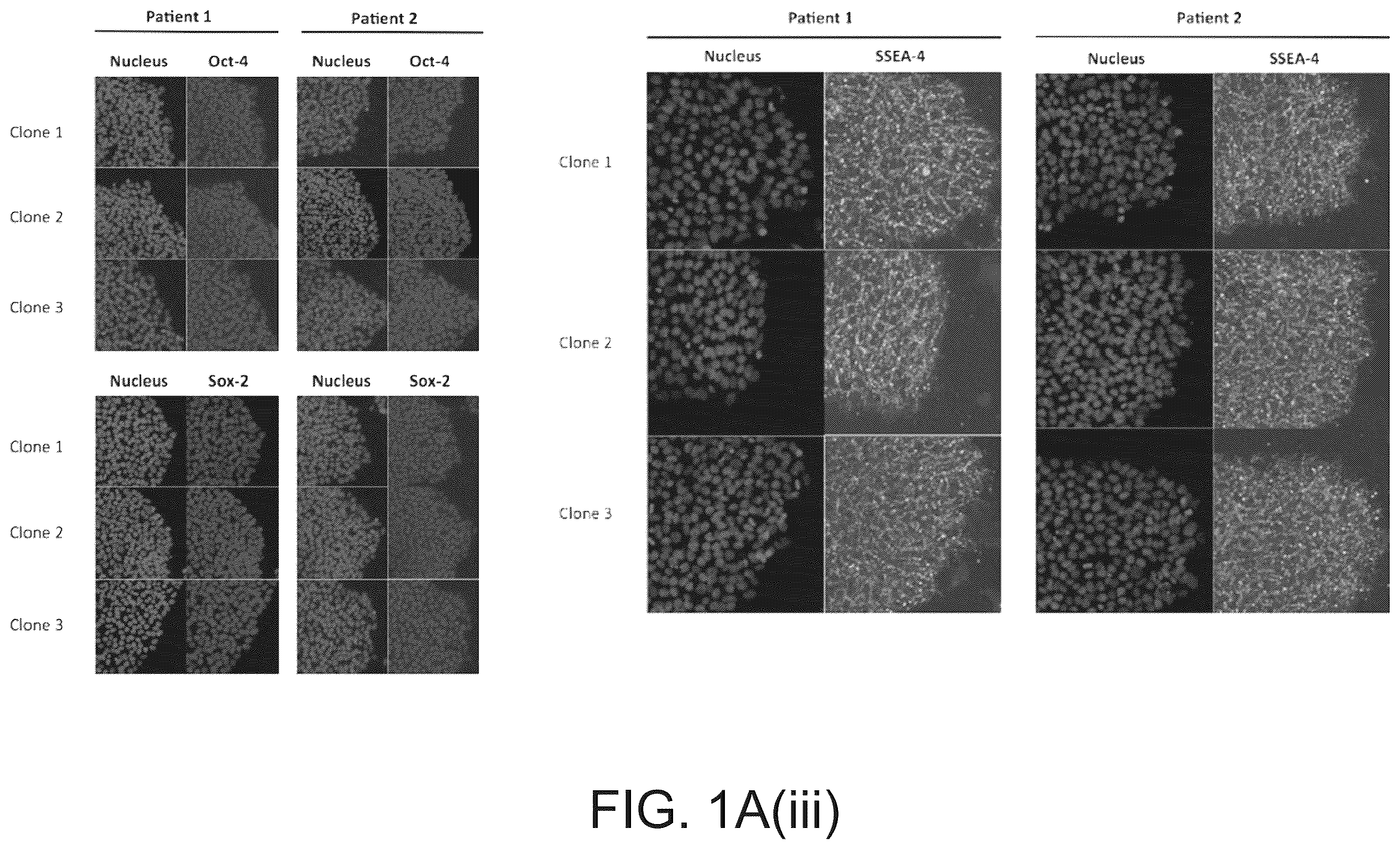Patent US12590320 Figure 3 – Cellular models of and therapies for ocular diseases