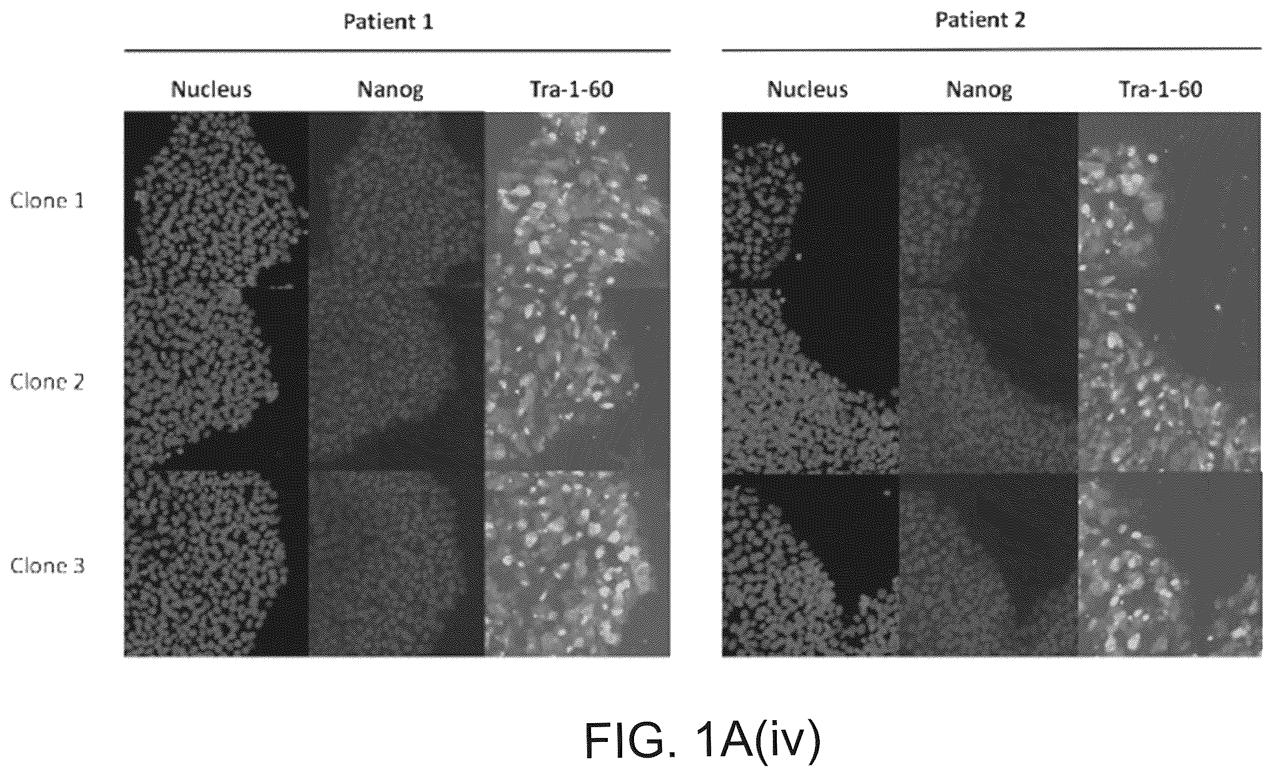 Patent US12590320 Figure 4 – Cellular models of and therapies for ocular diseases