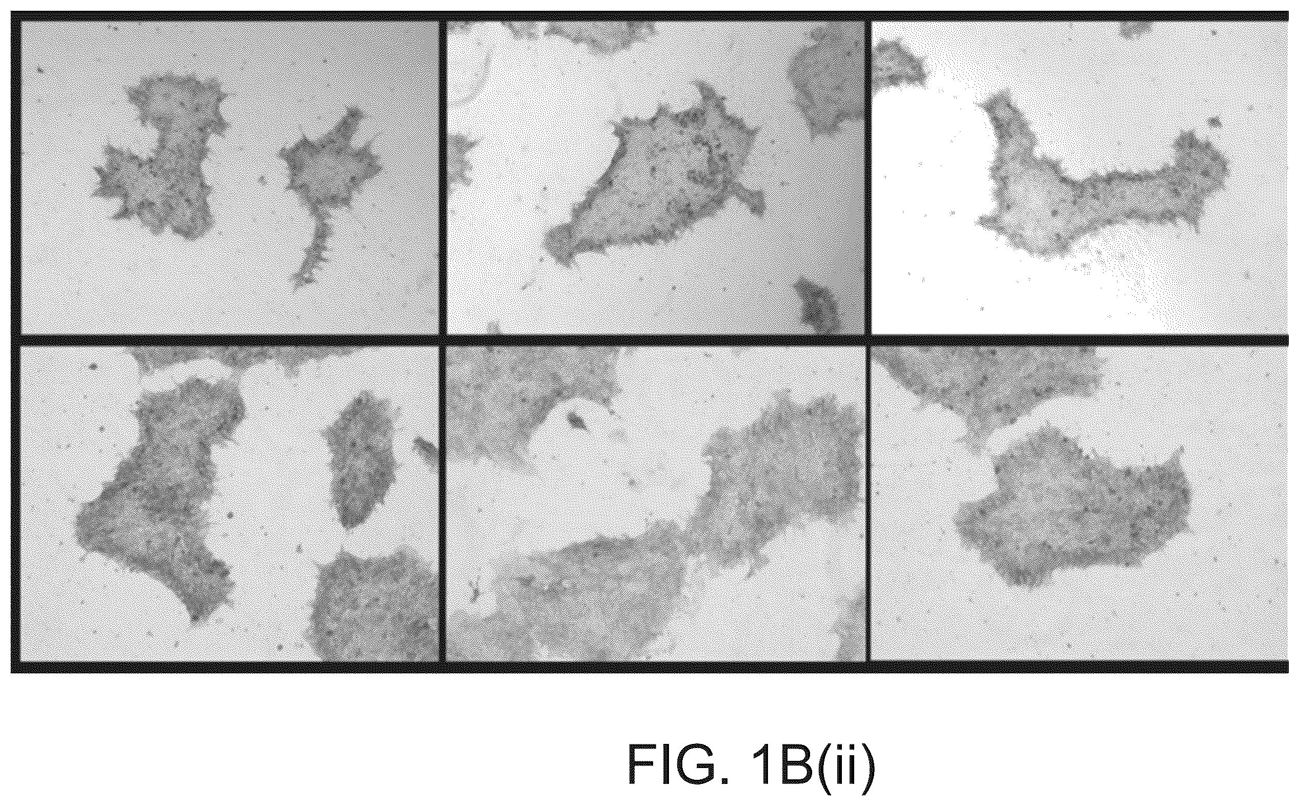 Patent US12590320 Figure 6 – Cellular models of and therapies for ocular diseases