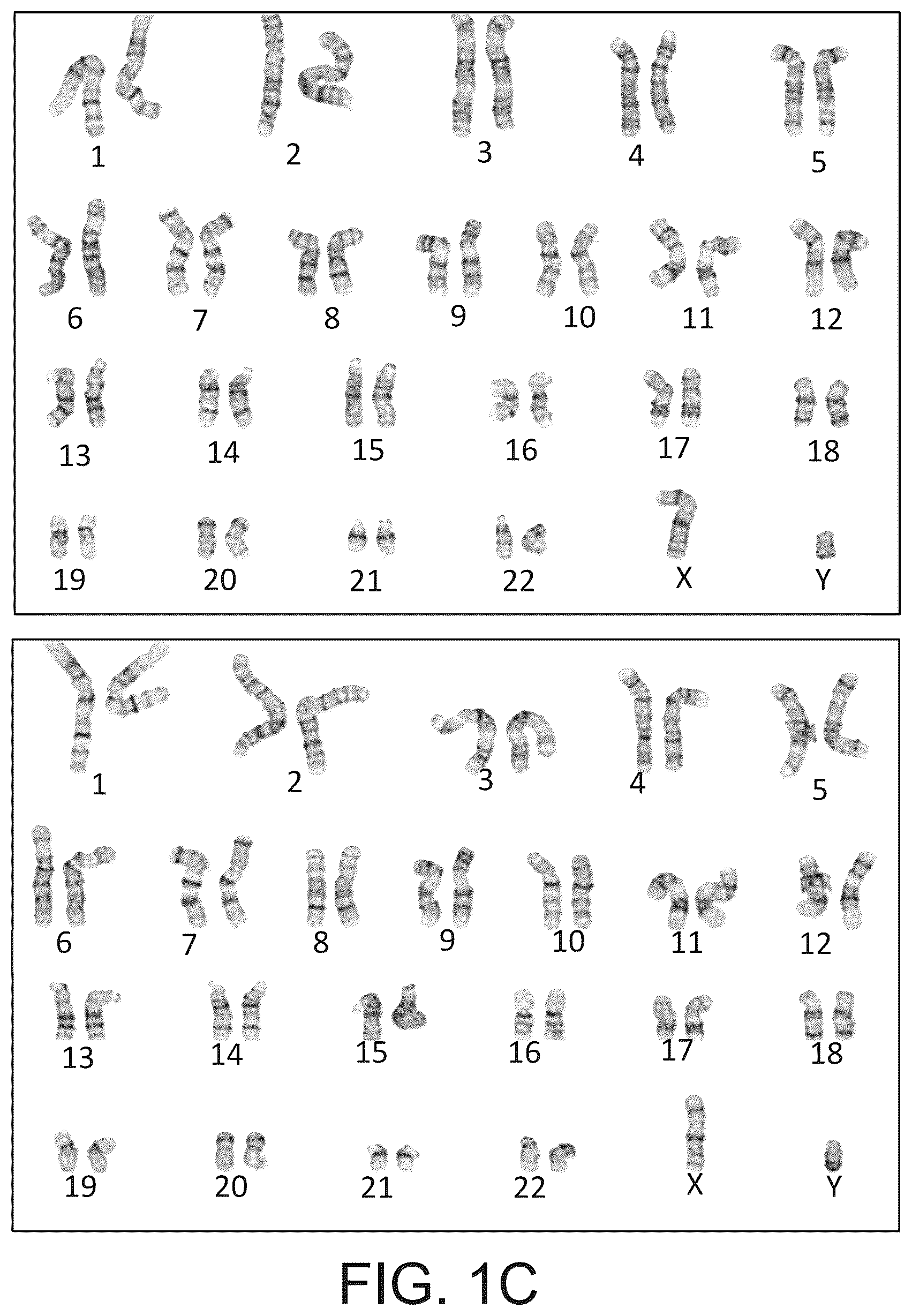 Patent US12590320 Figure 7 – Cellular models of and therapies for ocular diseases
