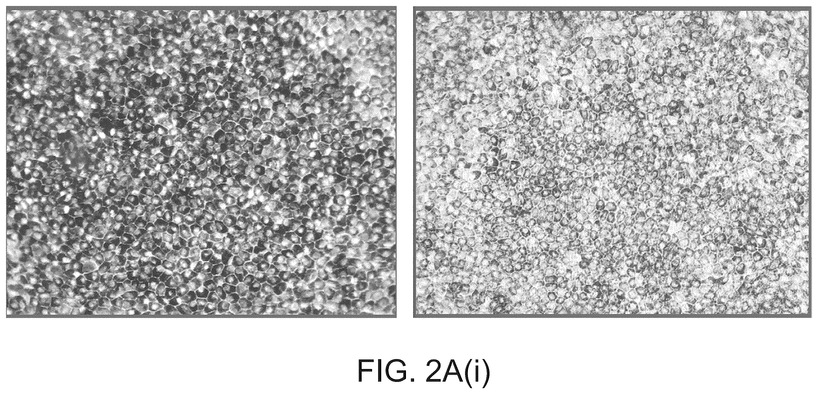 Patent US12590320 Figure 8 – Cellular models of and therapies for ocular diseases