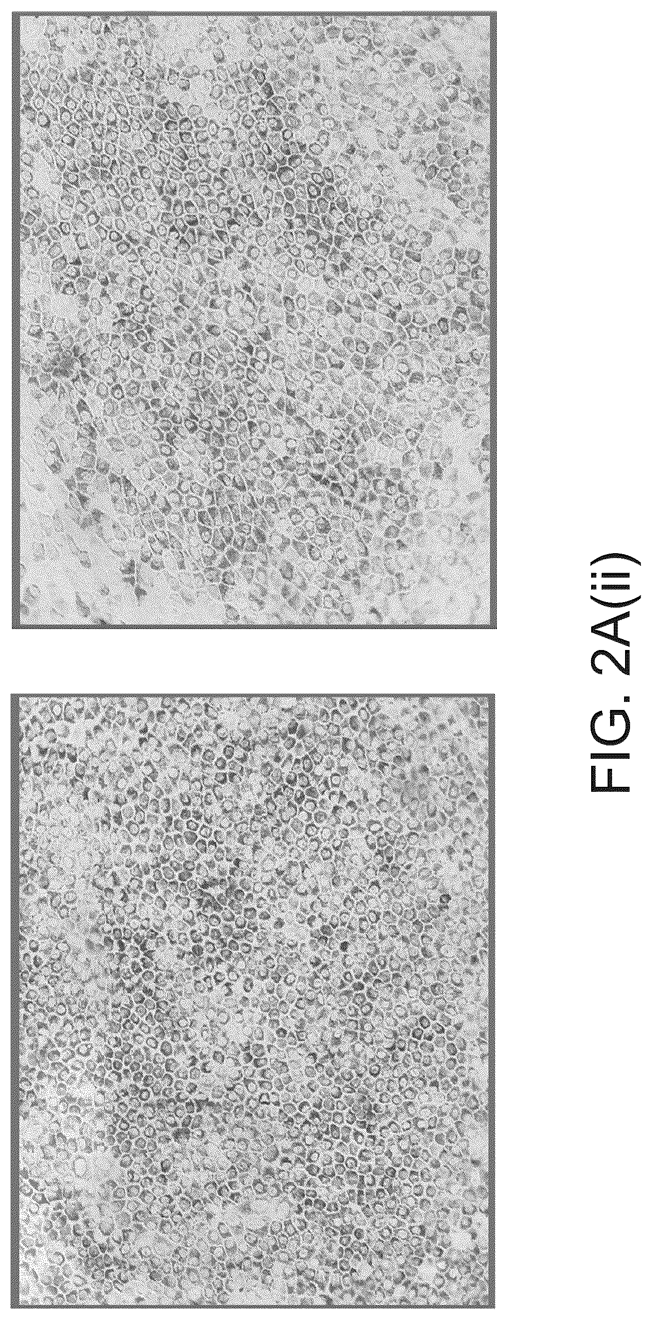Patent US12590320 Figure 9 – Cellular models of and therapies for ocular diseases