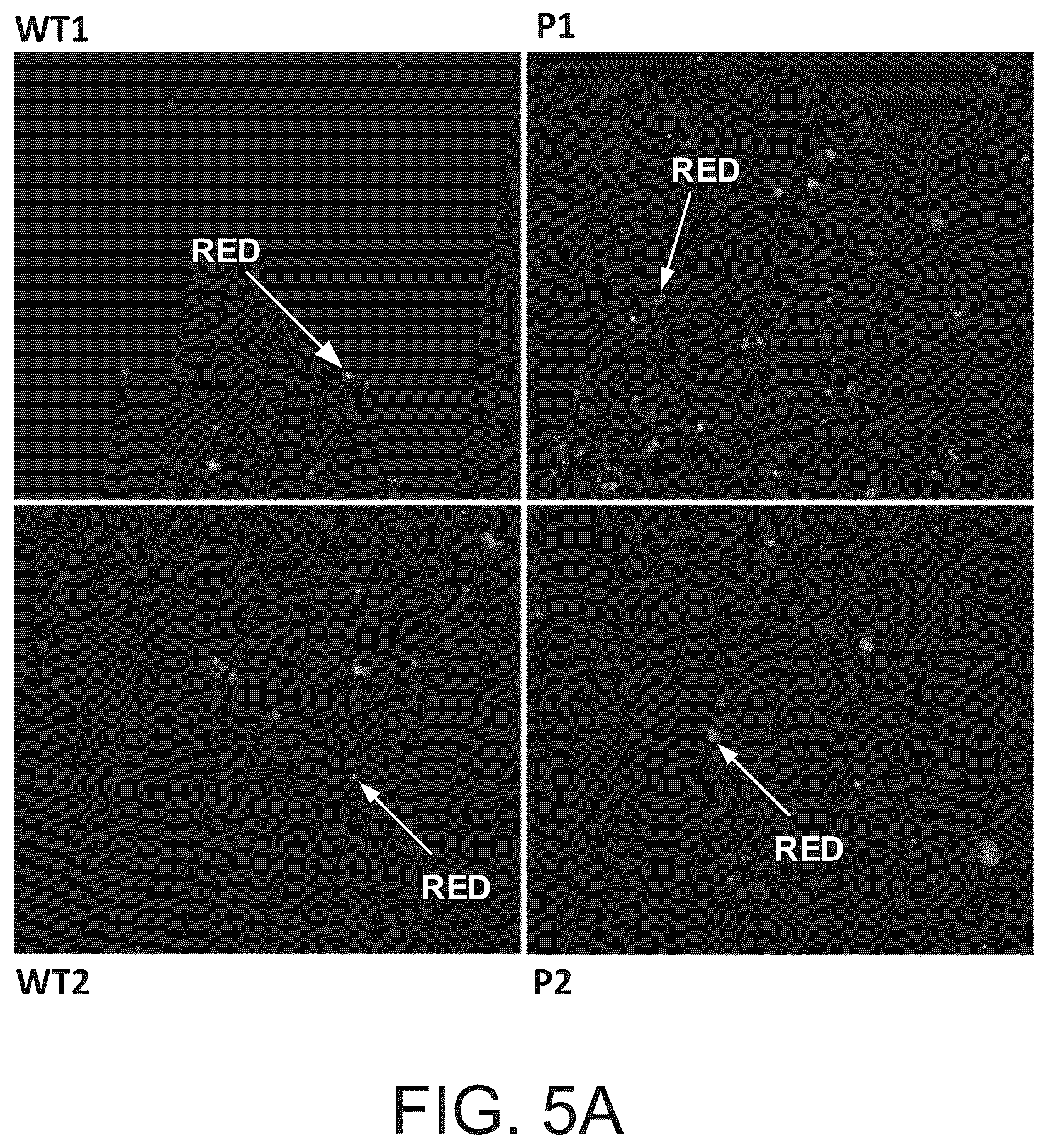 Patent US12590320 Figure 12 – Cellular models of and therapies for ocular diseases