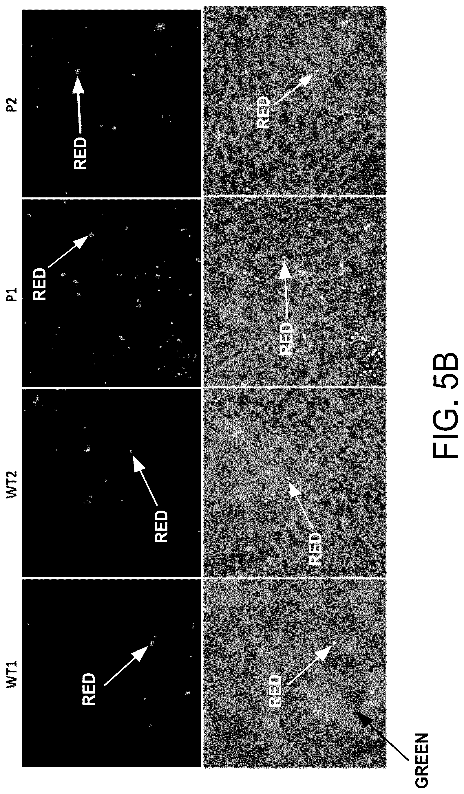 Patent US12590320 Figure 13 – Cellular models of and therapies for ocular diseases