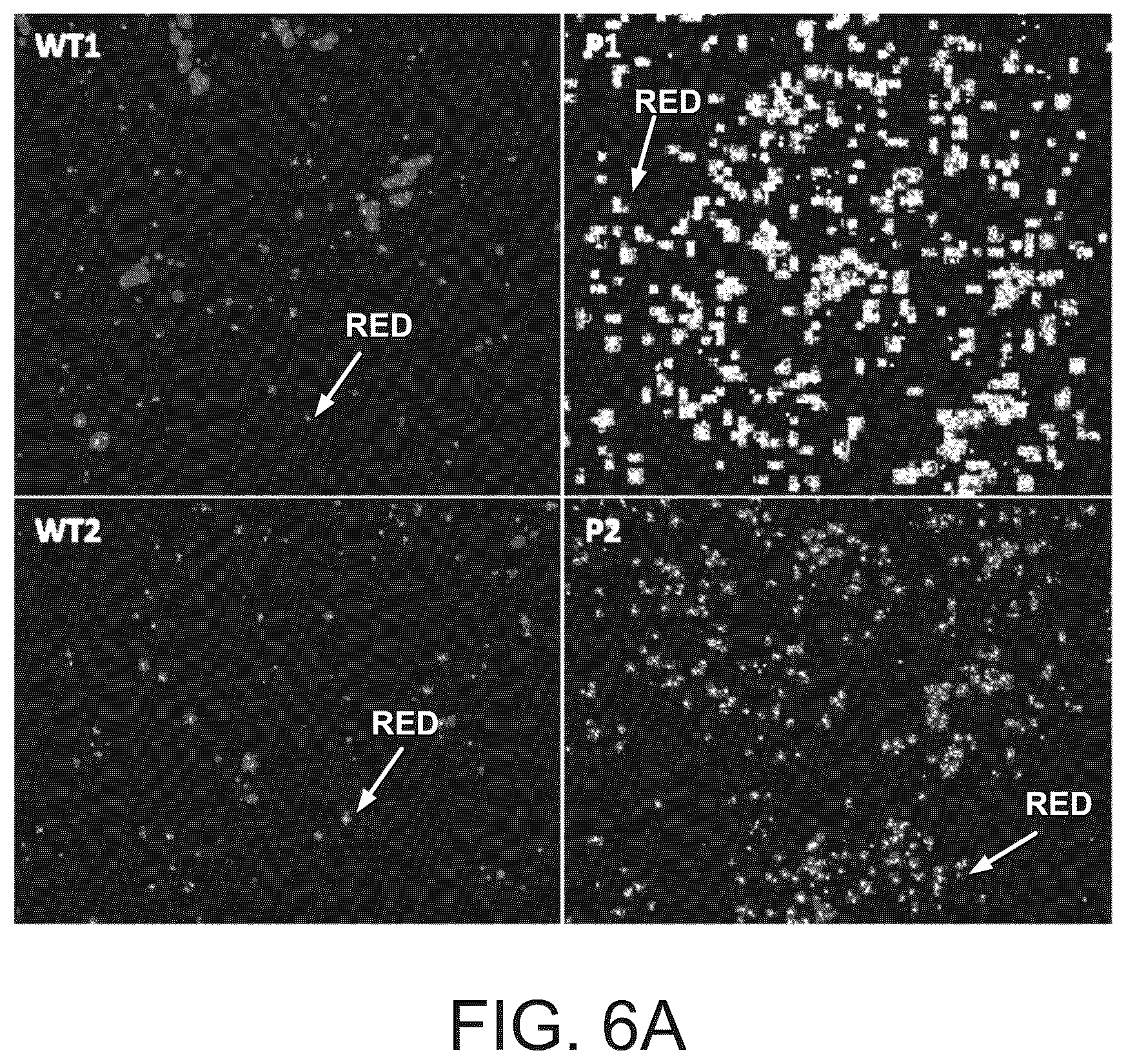 Patent US12590320 Figure 14 – Cellular models of and therapies for ocular diseases