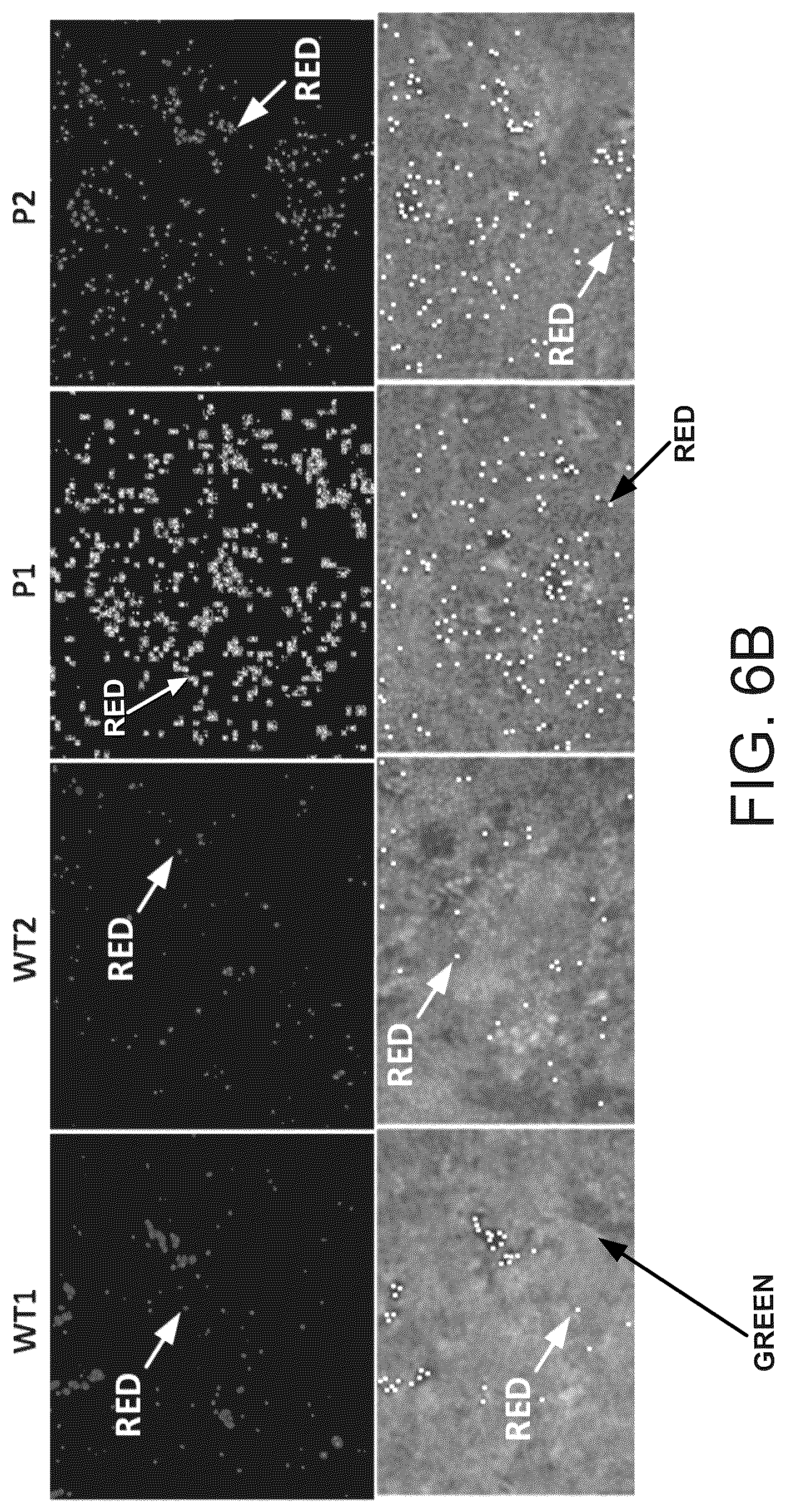 Patent US12590320 Figure 15 – Cellular models of and therapies for ocular diseases