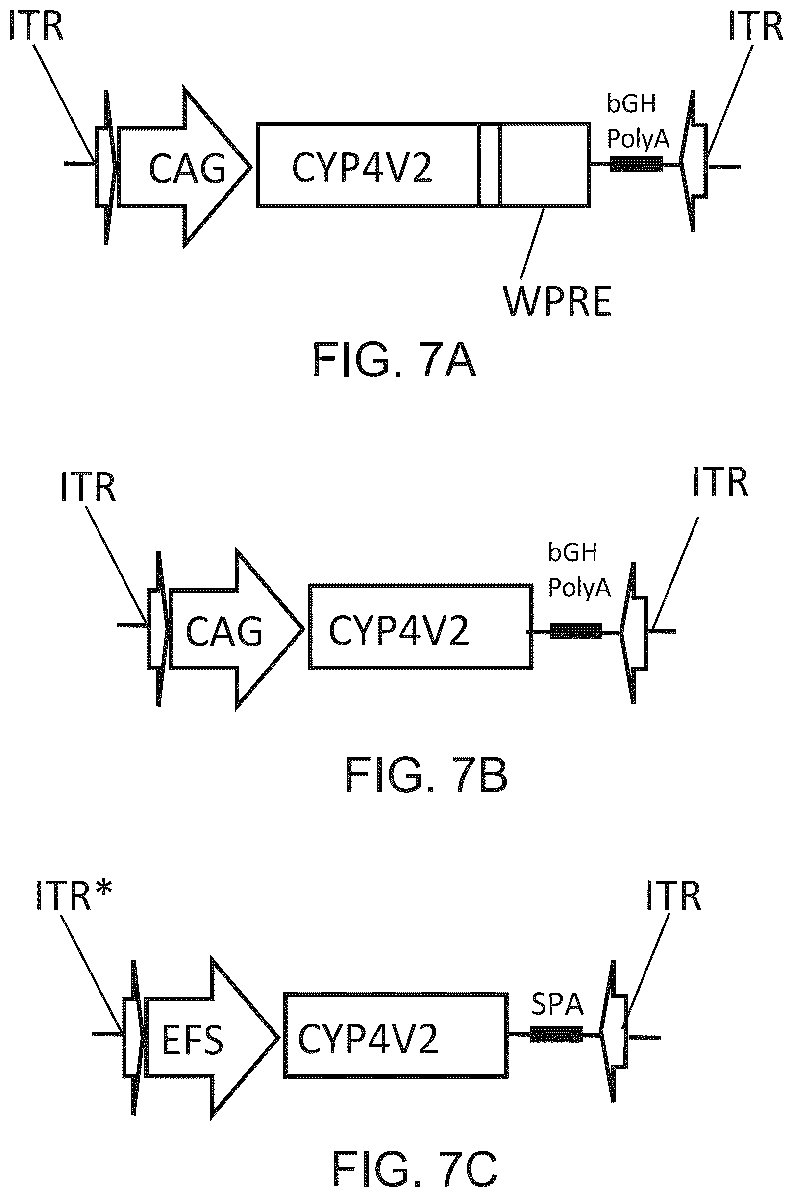 Patent US12590320 Figure 16 – Cellular models of and therapies for ocular diseases