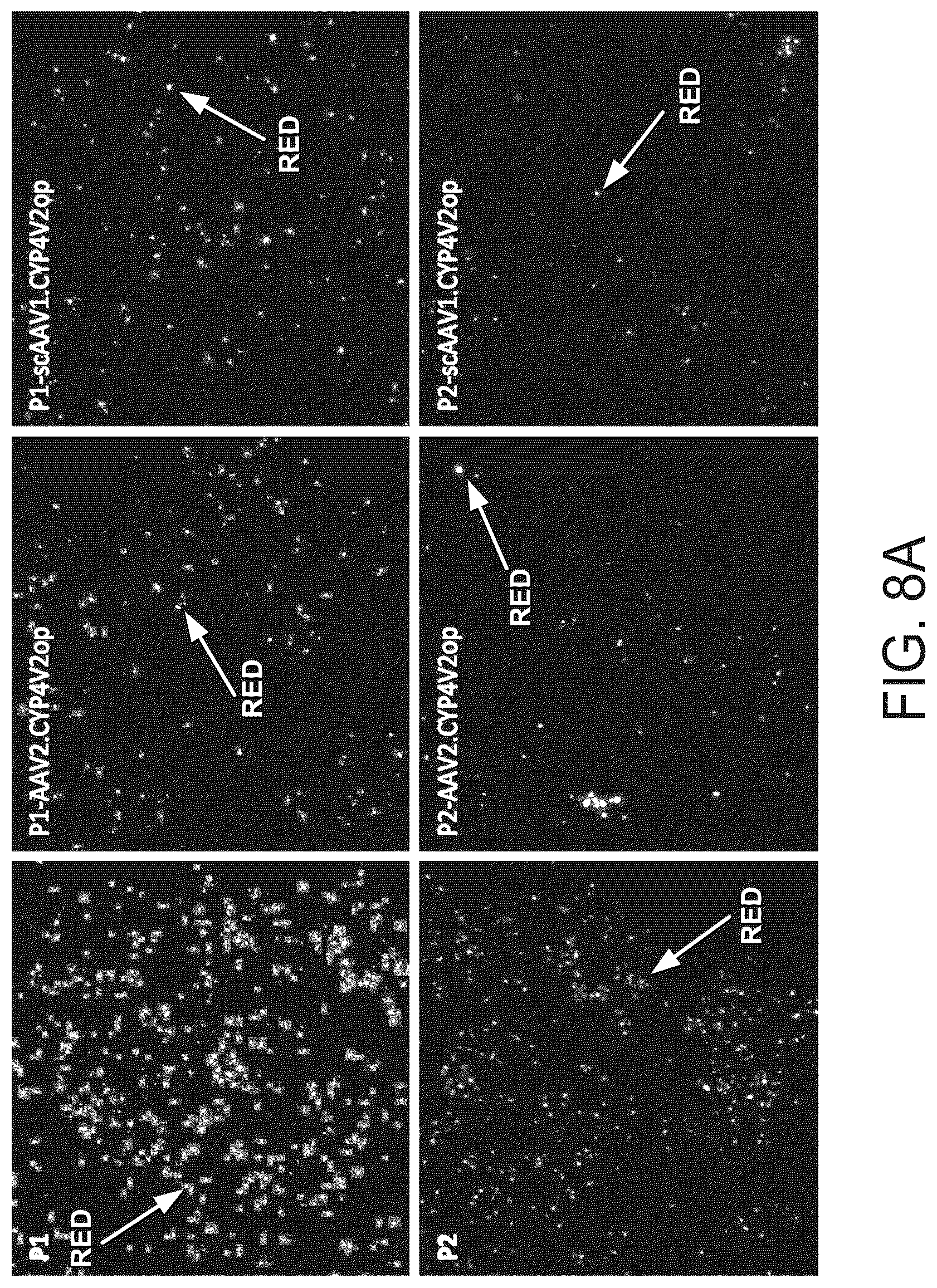 Patent US12590320 Figure 17 – Cellular models of and therapies for ocular diseases