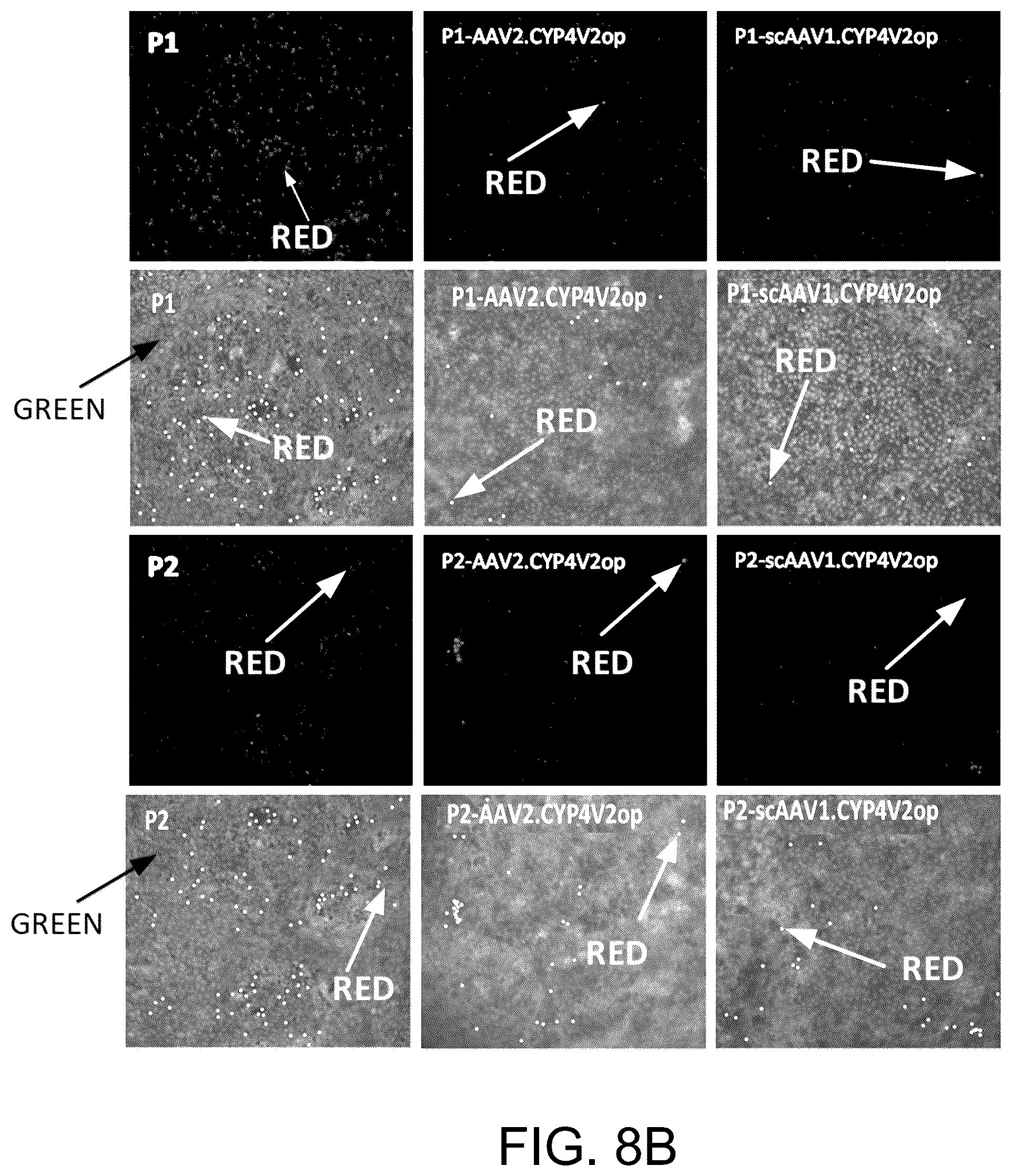 Patent US12590320 Figure 18 – Cellular models of and therapies for ocular diseases
