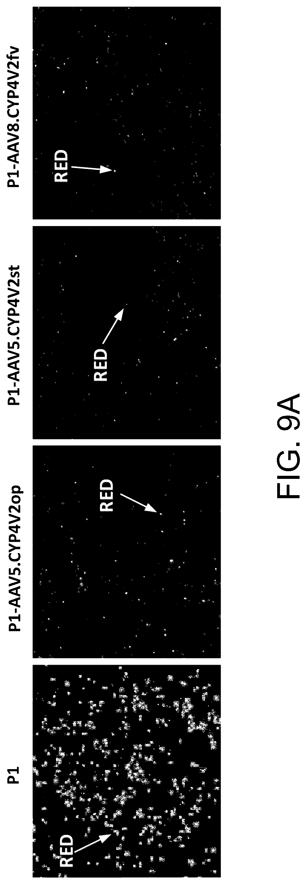 Patent US12590320 Figure 19 – Cellular models of and therapies for ocular diseases