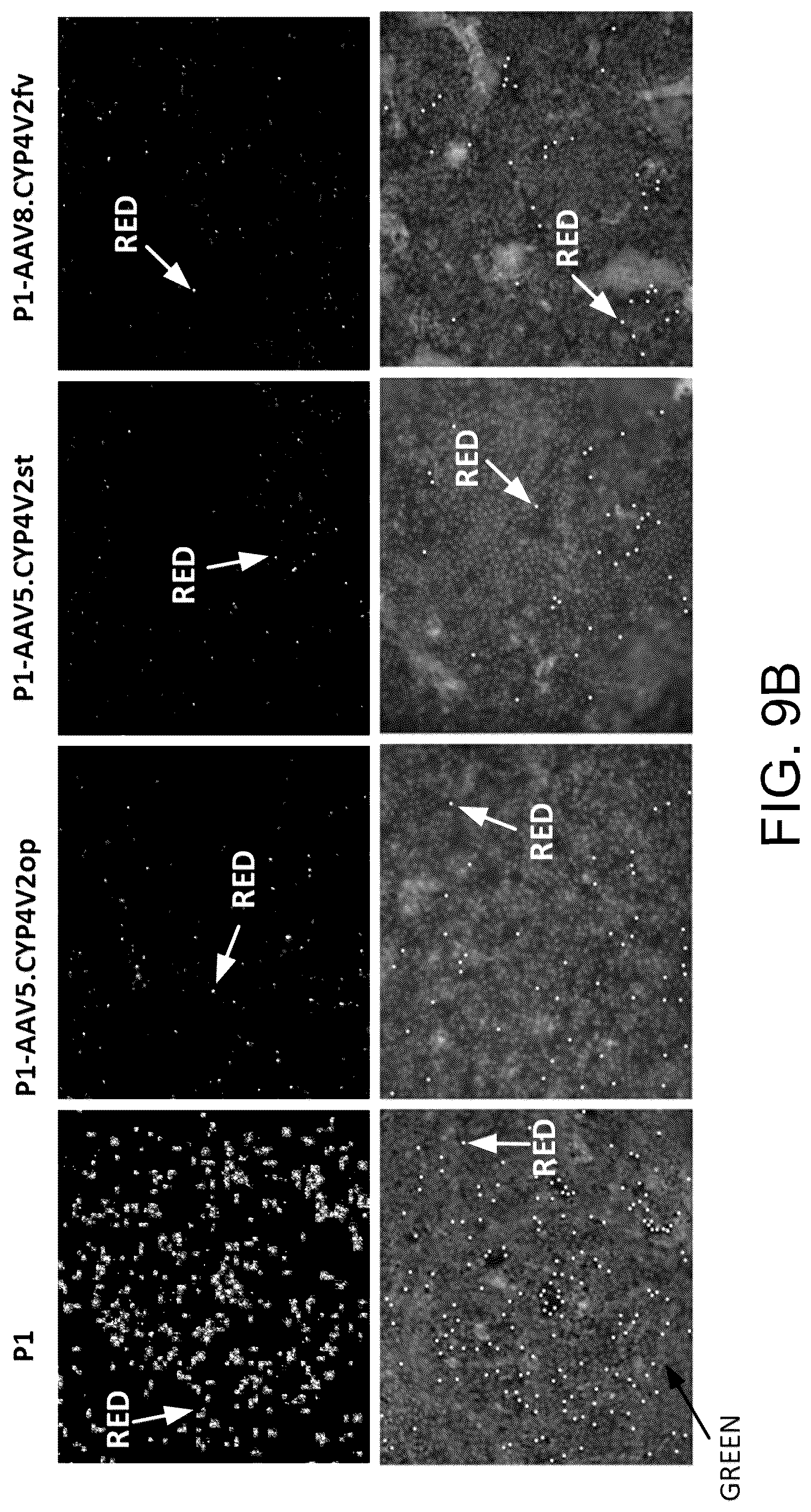 Patent US12590320 Figure 20 – Cellular models of and therapies for ocular diseases