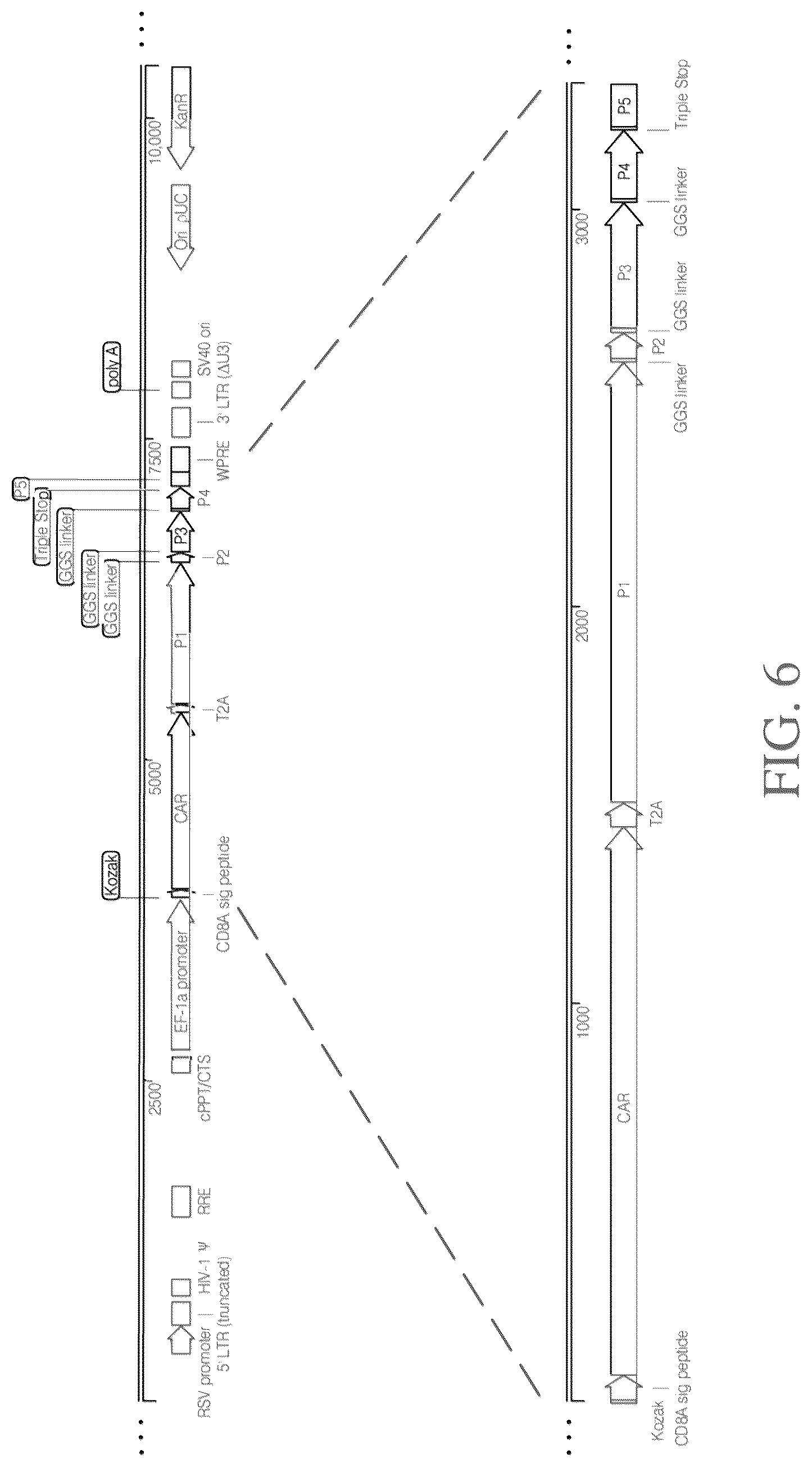 Patent US12590321 Figure 8 – Methods and compositions for genetically modifying and expanding lymphocytes and regulating the activity thereof