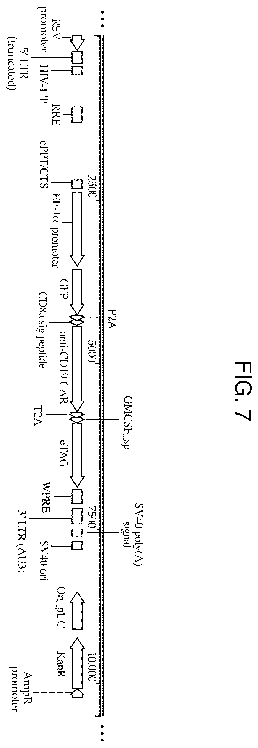 Patent US12590321 Figure 9 – Methods and compositions for genetically modifying and expanding lymphocytes and regulating the activity thereof