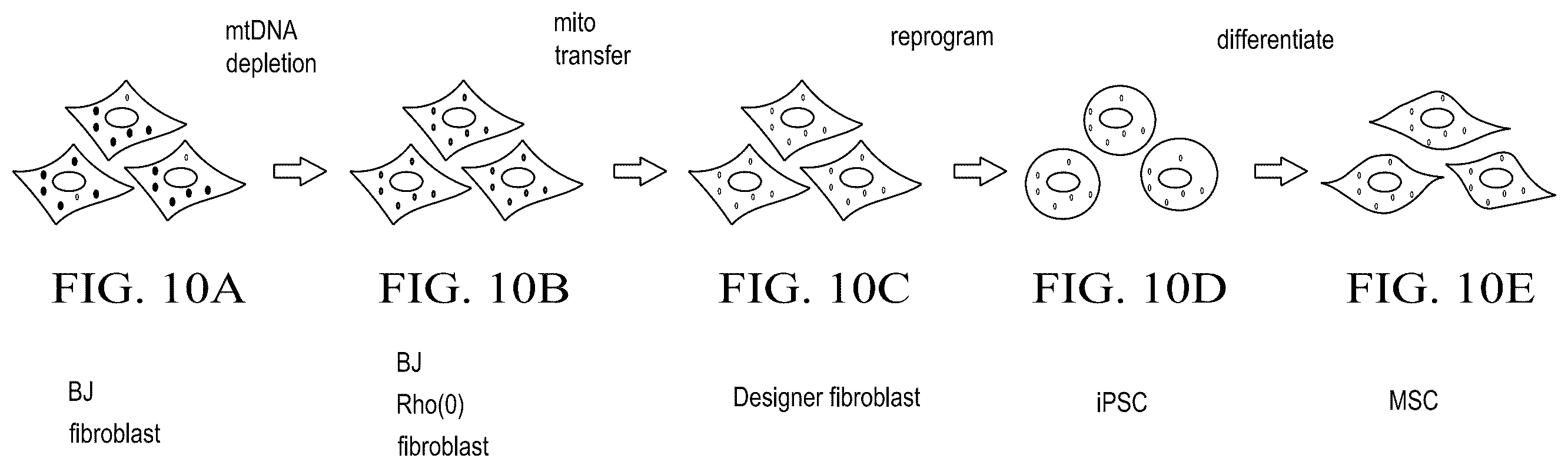 Patent US12590322 Figure 13 – Devices and methods for mitochondria replacement and for generating cellular therapeutics