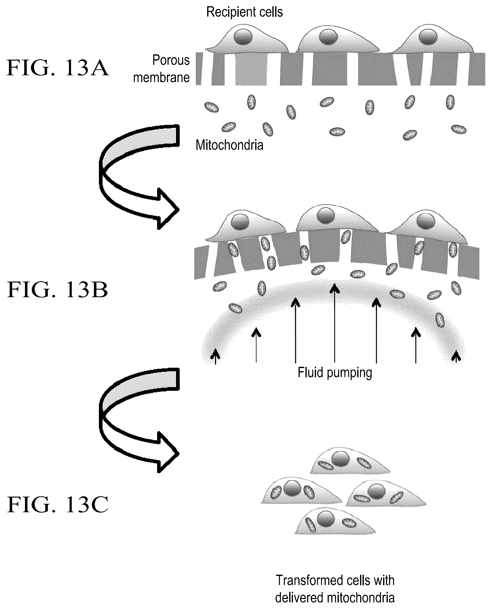 Patent US12590322 Figure 18 – Devices and methods for mitochondria replacement and for generating cellular therapeutics