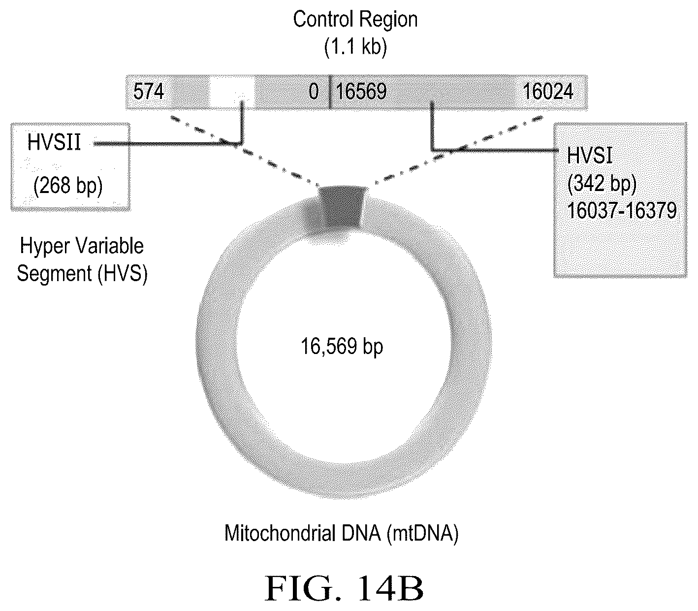Patent US12590322 Figure 20 – Devices and methods for mitochondria replacement and for generating cellular therapeutics
