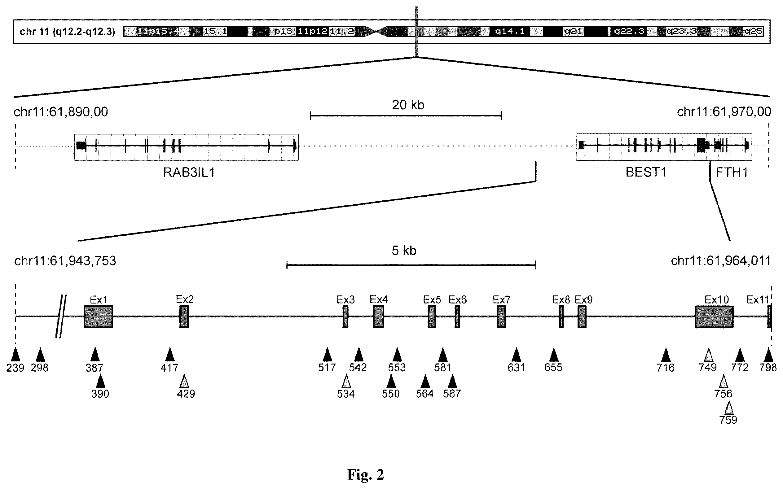 Patent US12590323 Figure 2 – Compositions for use in treating autosomal dominant BEST1-related retinopathies