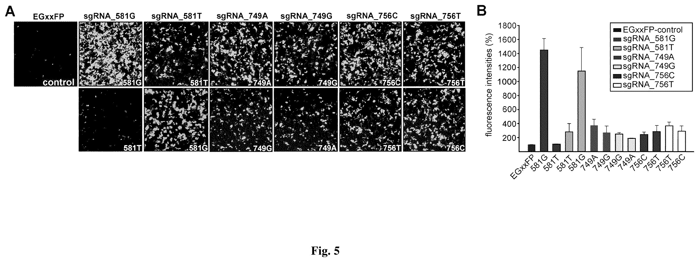 Patent US12590323 Figure 5 – Compositions for use in treating autosomal dominant BEST1-related retinopathies