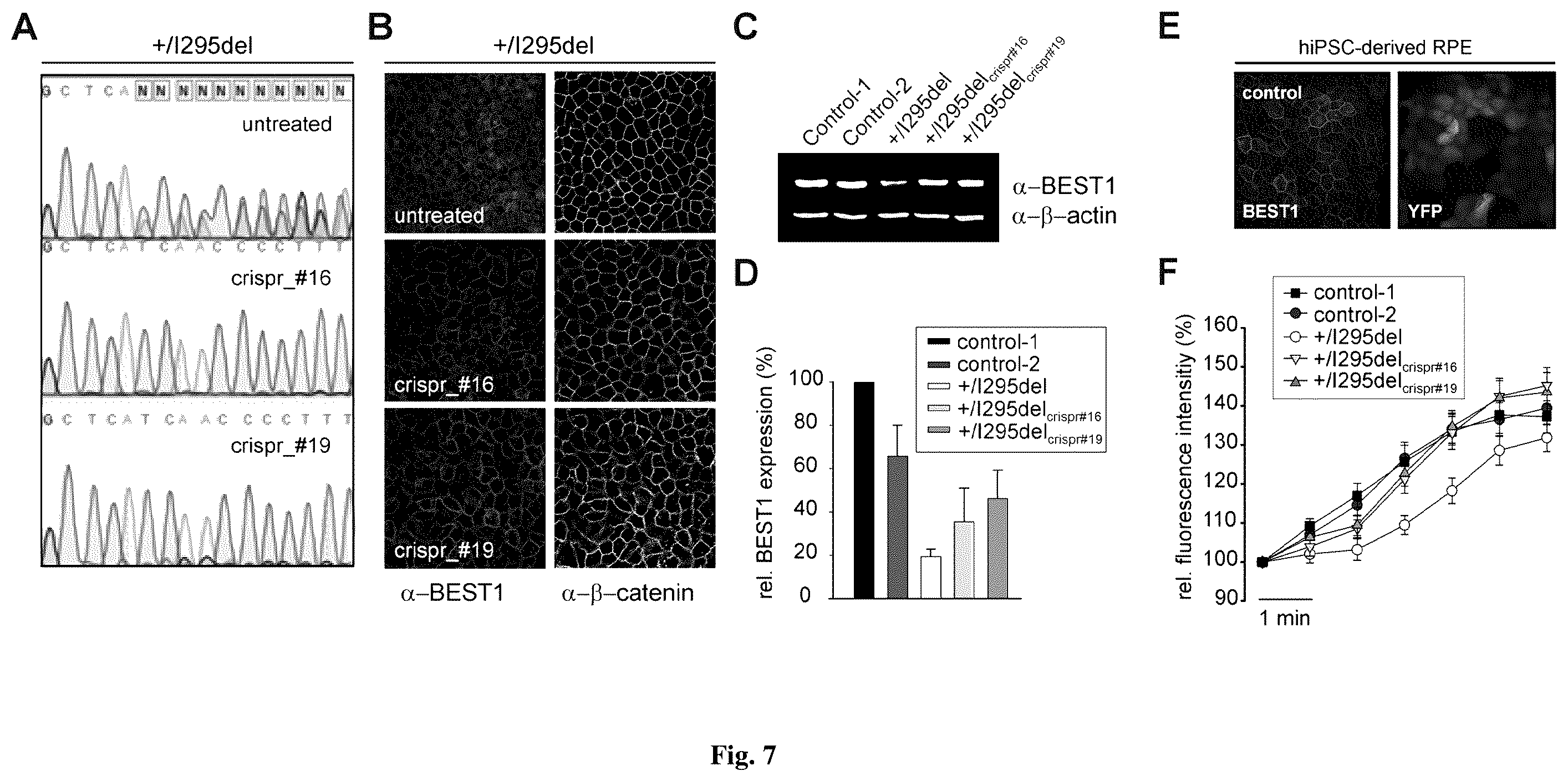 Patent US12590323 Figure 7 – Compositions for use in treating autosomal dominant BEST1-related retinopathies