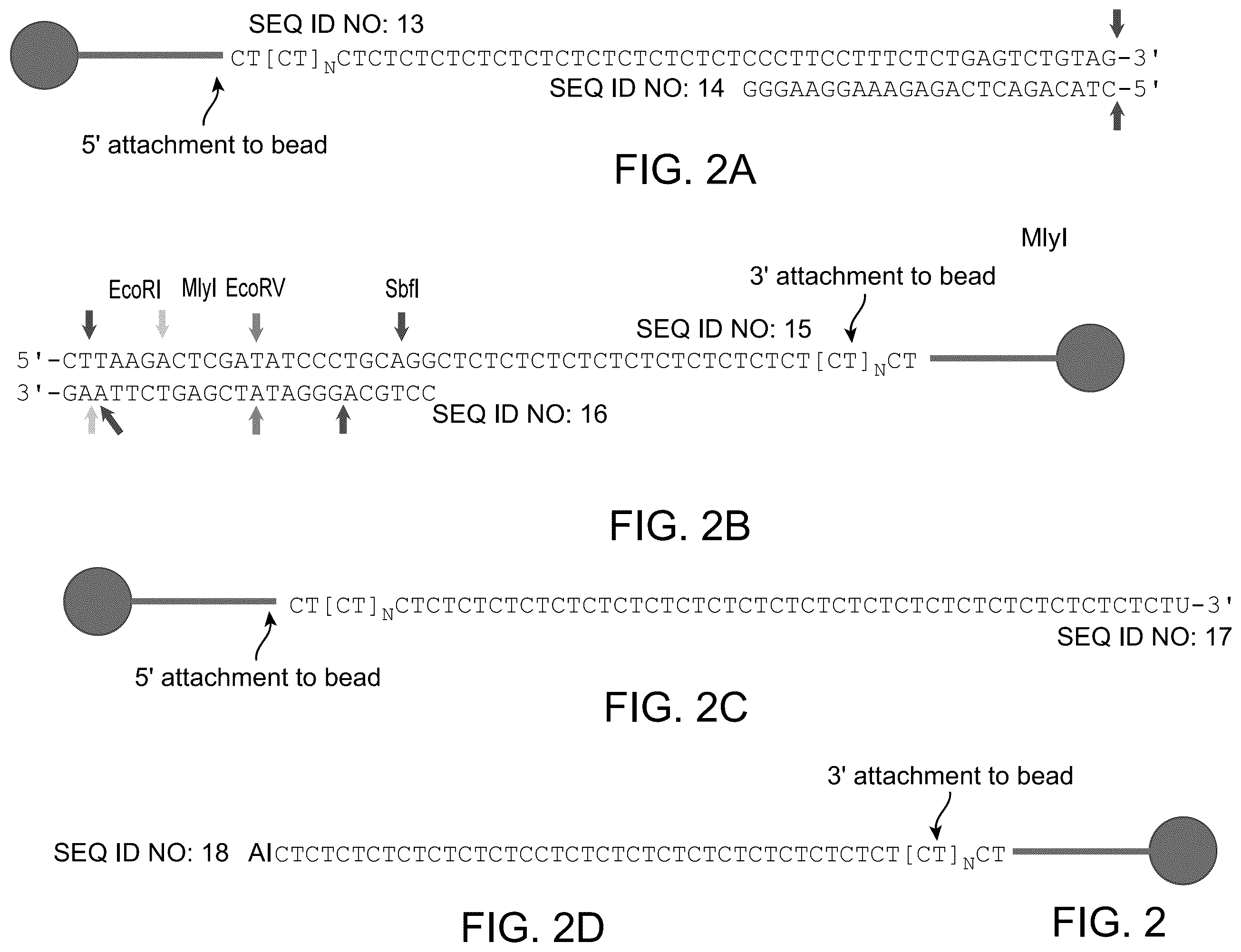 Patent US12590324 Figure 2 – Compositions and methods for template-free geometric enzymatic nucleic acid synthesis