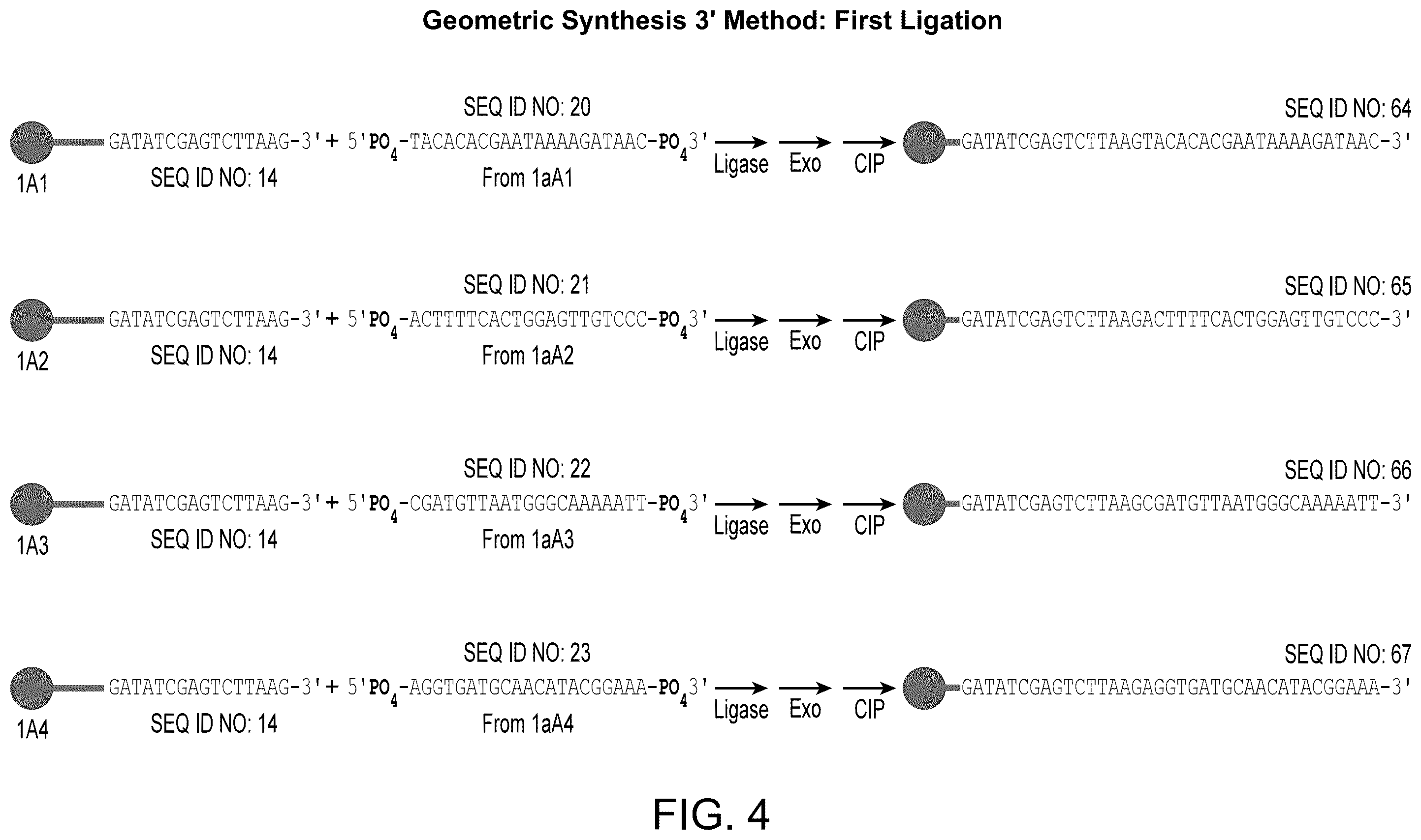Patent US12590324 Figure 4 – Compositions and methods for template-free geometric enzymatic nucleic acid synthesis