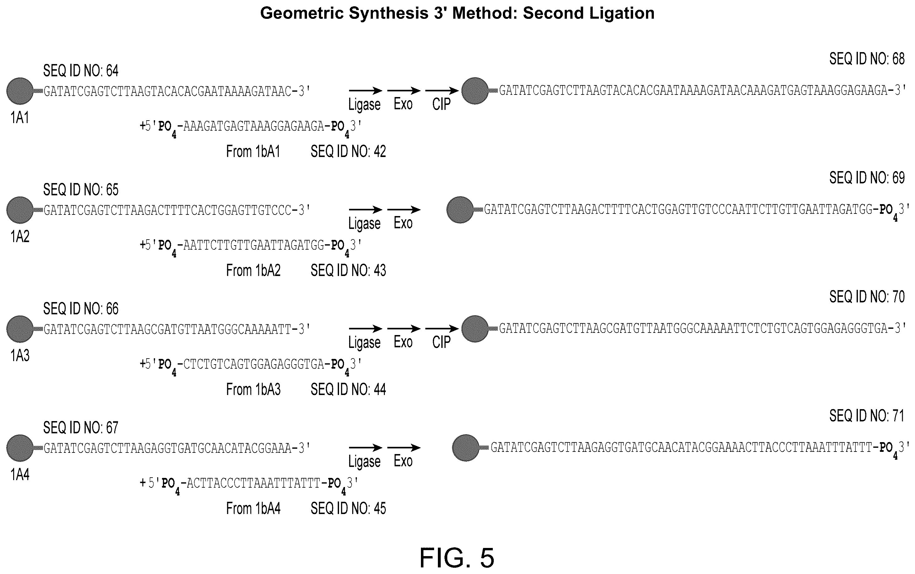 Patent US12590324 Figure 5 – Compositions and methods for template-free geometric enzymatic nucleic acid synthesis