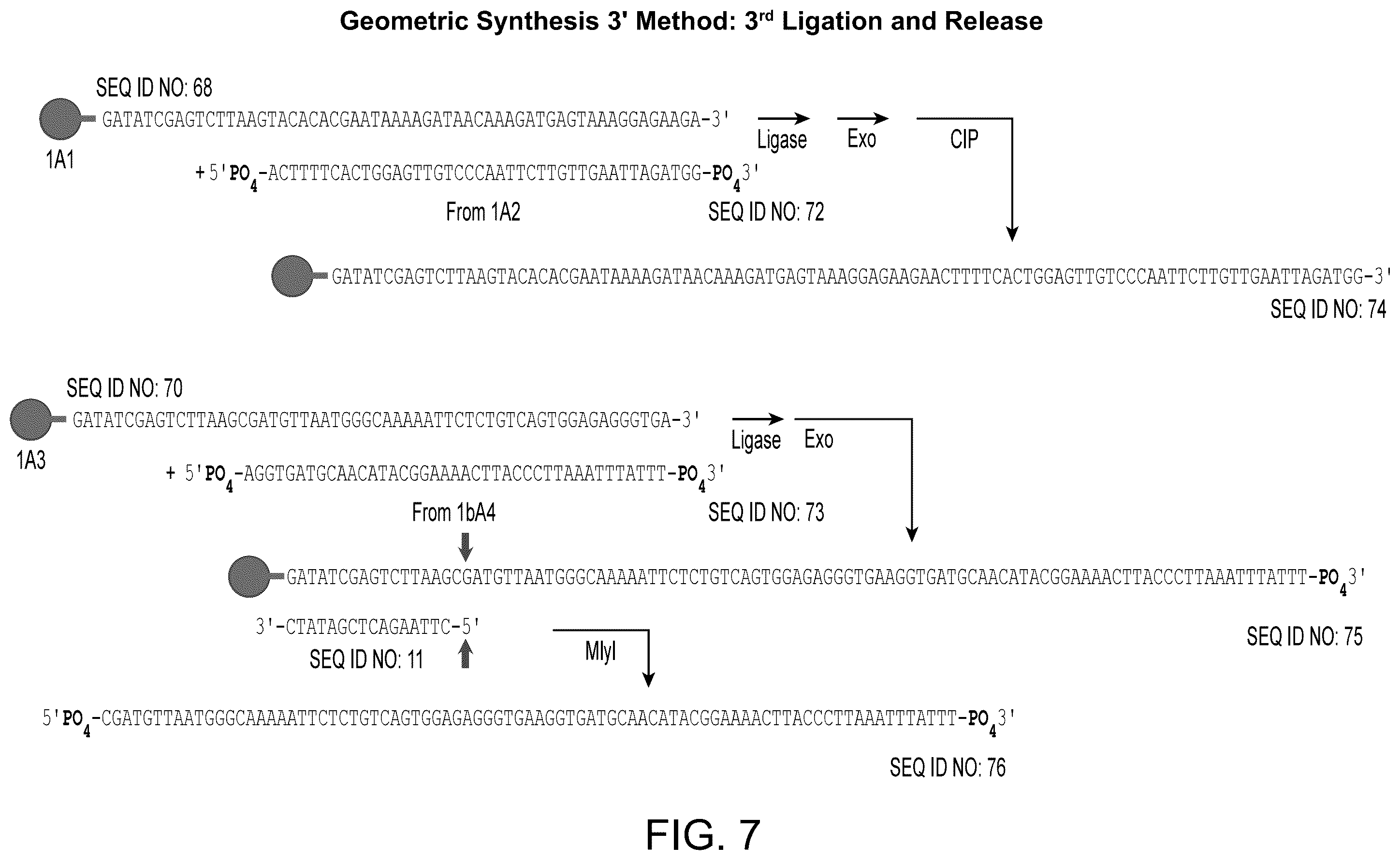 Patent US12590324 Figure 7 – Compositions and methods for template-free geometric enzymatic nucleic acid synthesis
