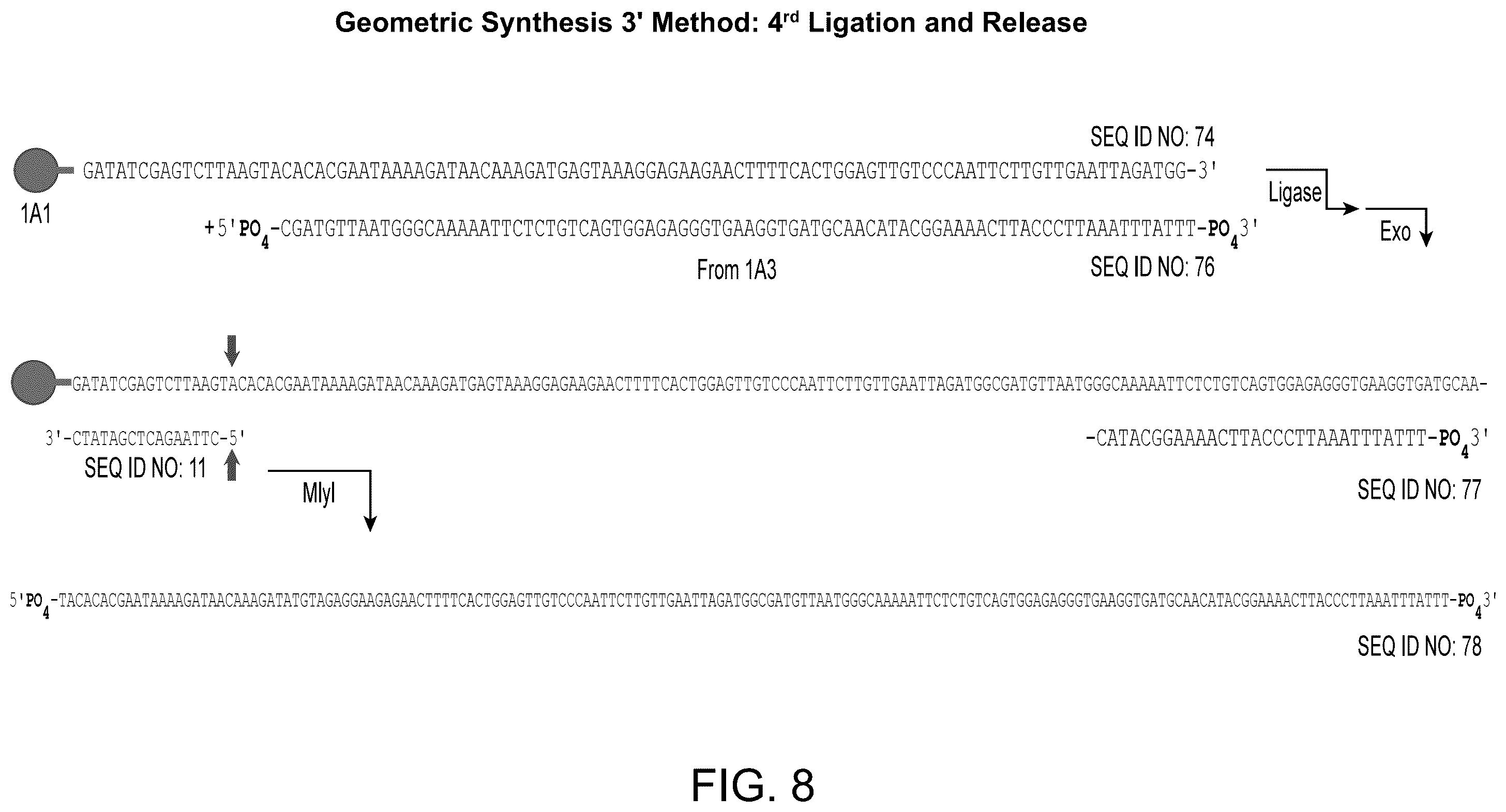 Patent US12590324 Figure 8 – Compositions and methods for template-free geometric enzymatic nucleic acid synthesis