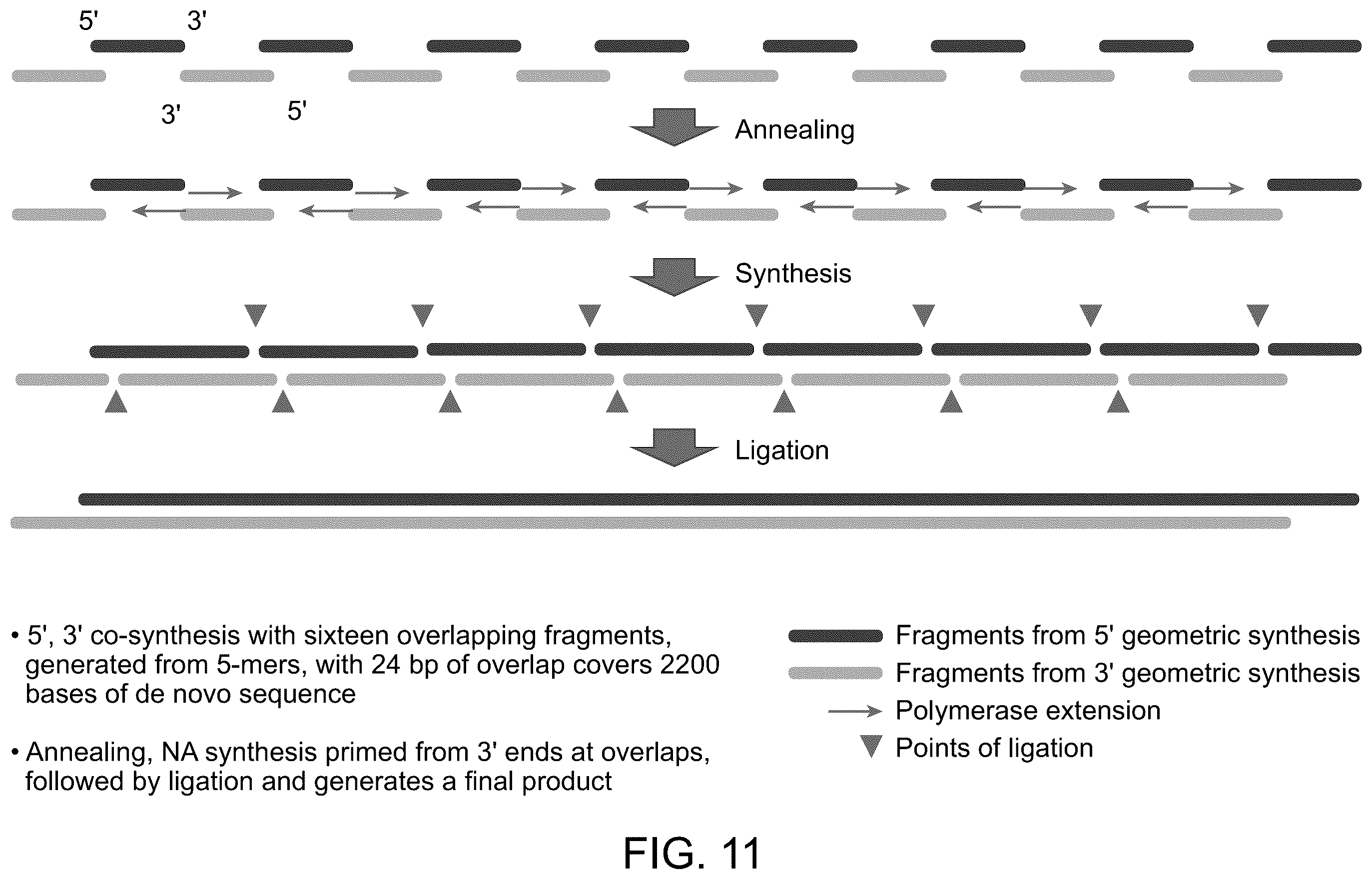 Patent US12590324 Figure 11 – Compositions and methods for template-free geometric enzymatic nucleic acid synthesis