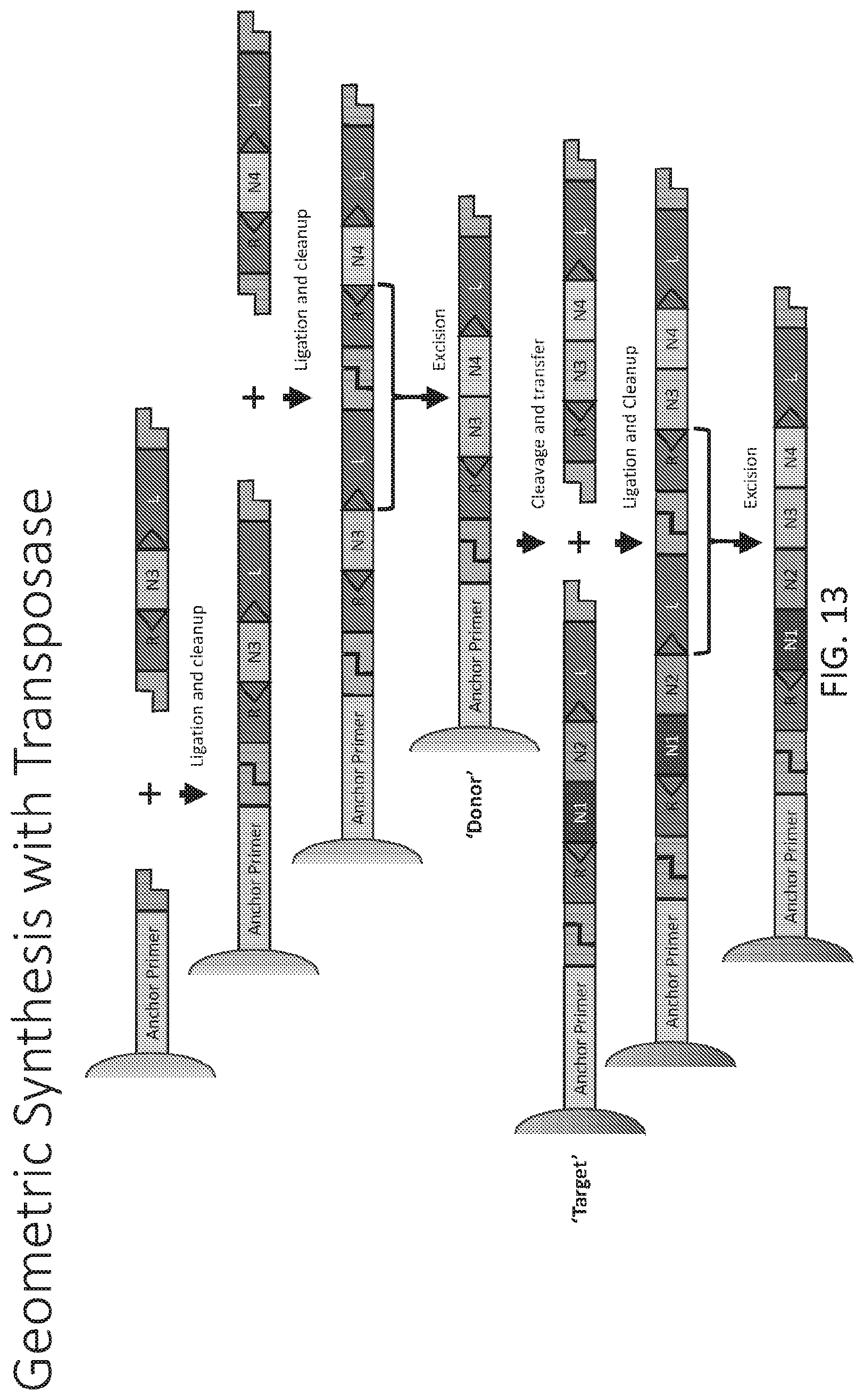 Patent US12590324 Figure 13 – Compositions and methods for template-free geometric enzymatic nucleic acid synthesis