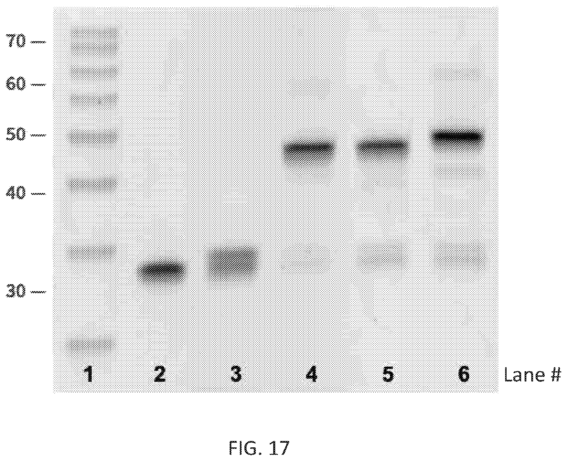 Patent US12590324 Figure 17 – Compositions and methods for template-free geometric enzymatic nucleic acid synthesis