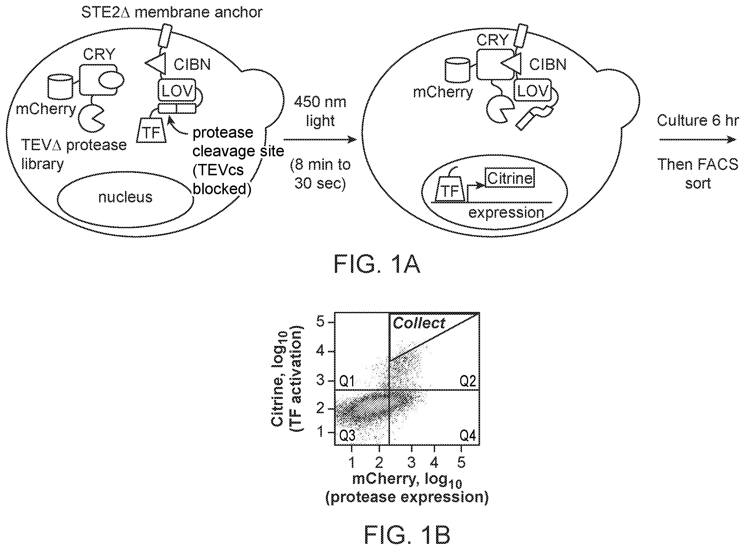 Patent US12590325 Figure 1 – Directed evolution for obtaining improved variants of TEV protease for biotechnological applications