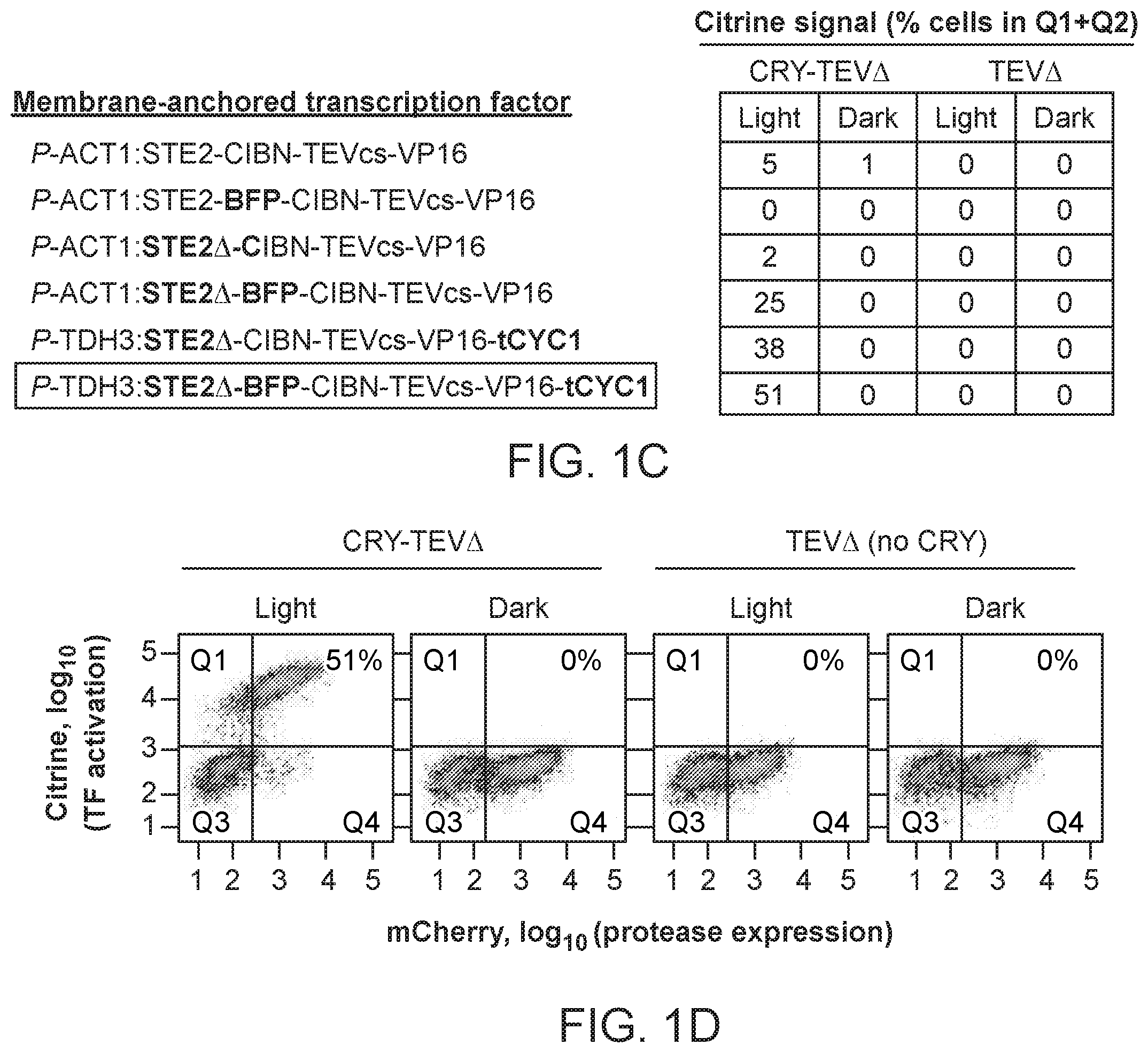 Patent US12590325 Figure 2 – Directed evolution for obtaining improved variants of TEV protease for biotechnological applications