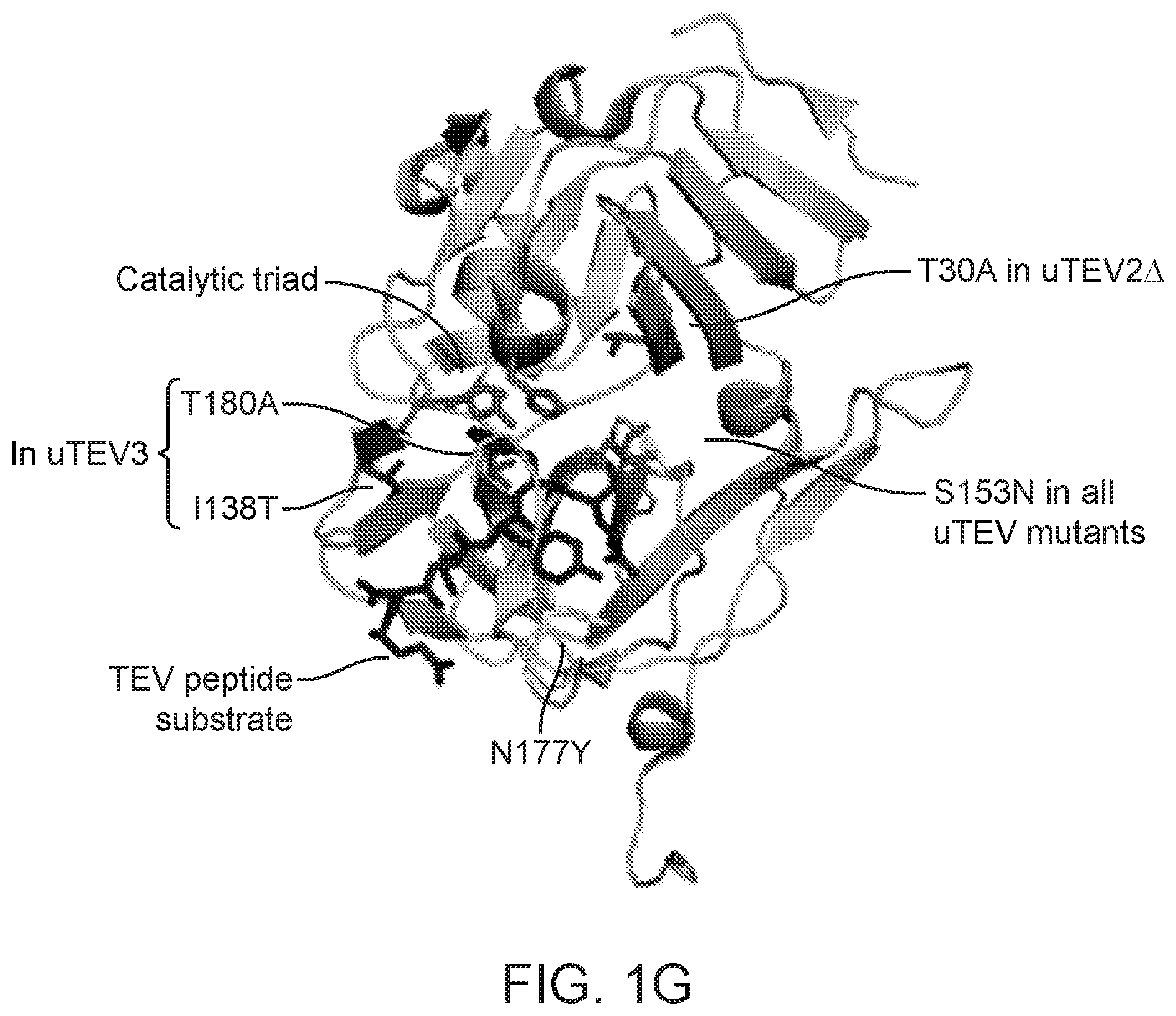 Patent US12590325 Figure 4 – Directed evolution for obtaining improved variants of TEV protease for biotechnological applications