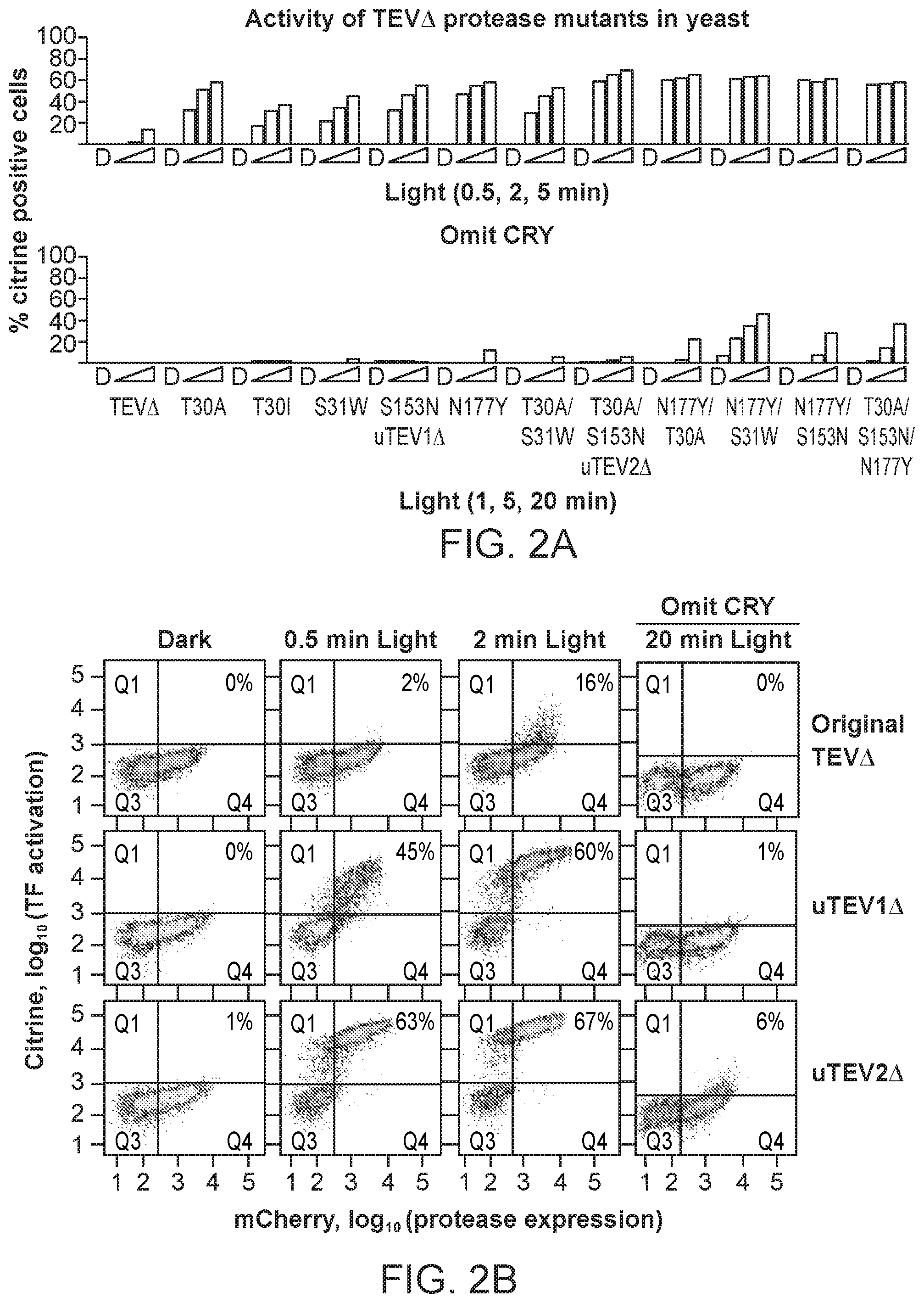 Patent US12590325 Figure 5 – Directed evolution for obtaining improved variants of TEV protease for biotechnological applications