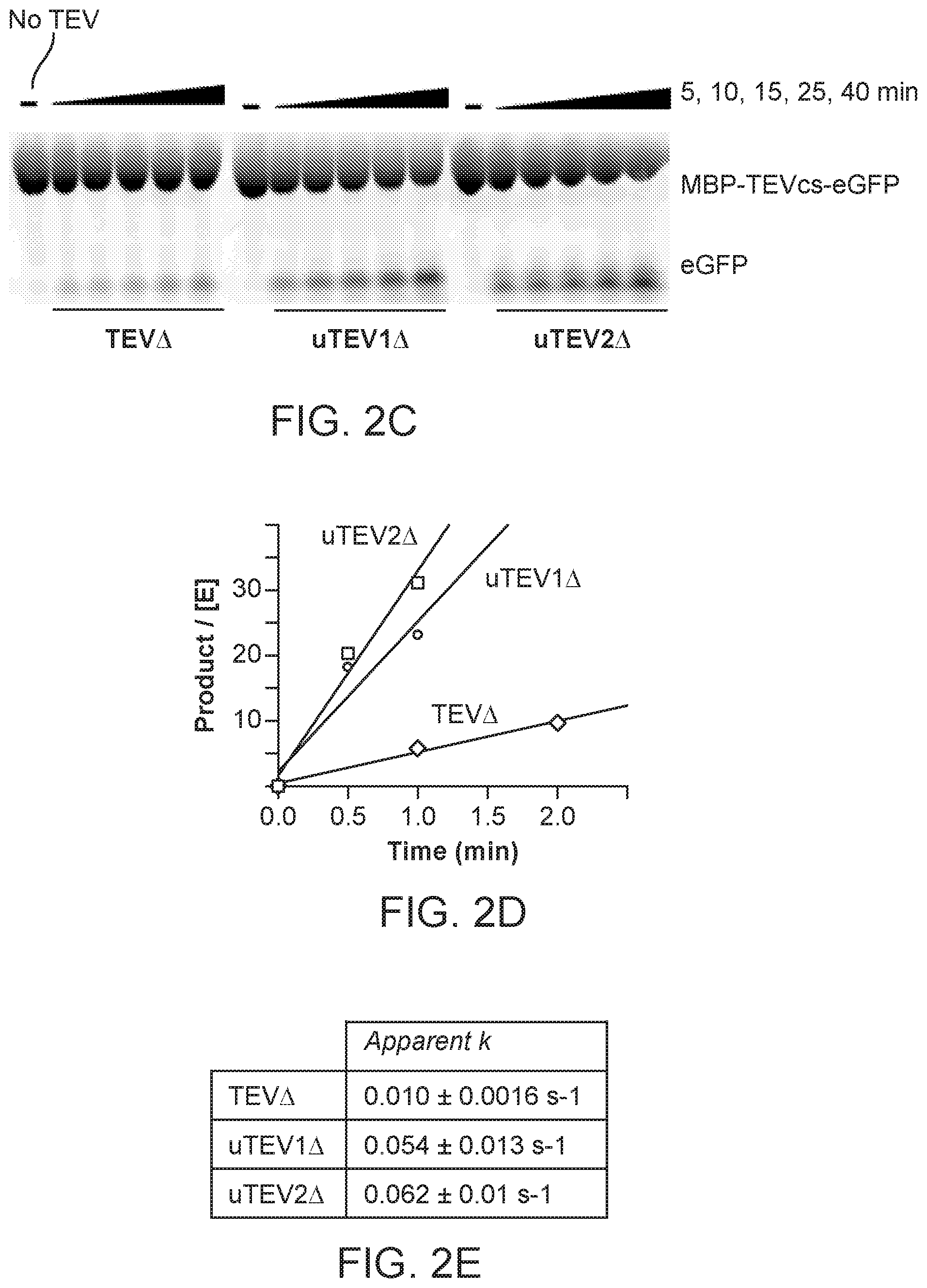 Patent US12590325 Figure 6 – Directed evolution for obtaining improved variants of TEV protease for biotechnological applications