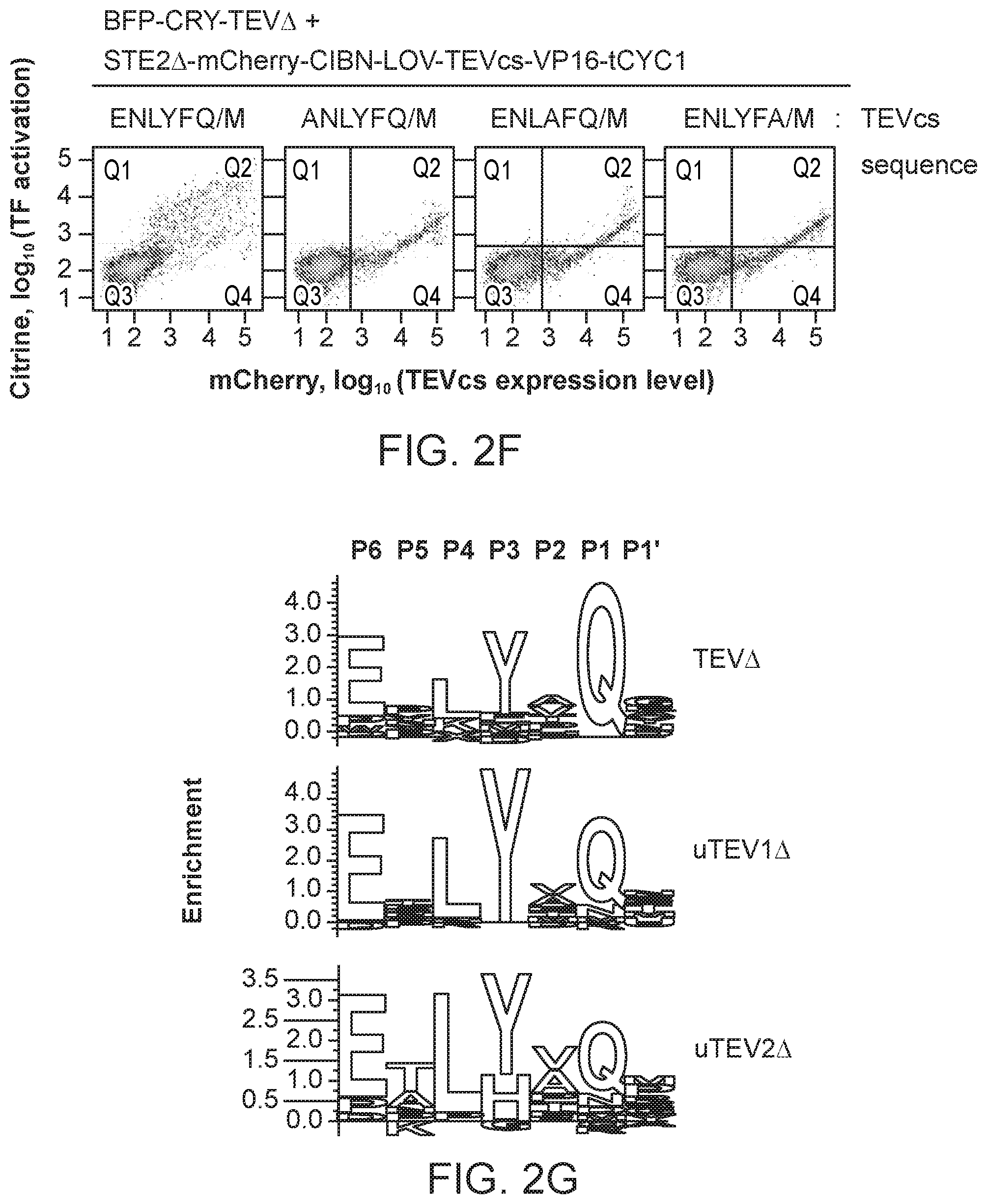 Patent US12590325 Figure 7 – Directed evolution for obtaining improved variants of TEV protease for biotechnological applications