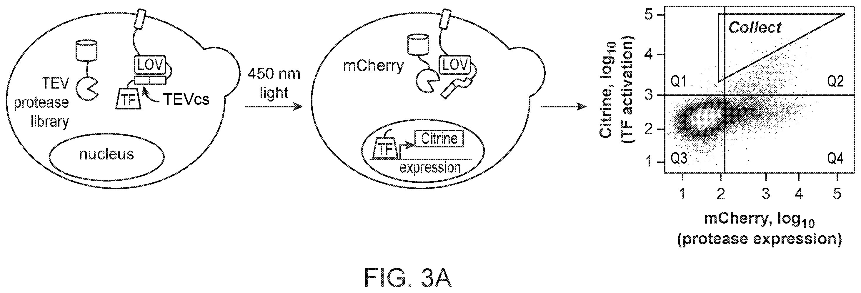 Patent US12590325 Figure 8 – Directed evolution for obtaining improved variants of TEV protease for biotechnological applications