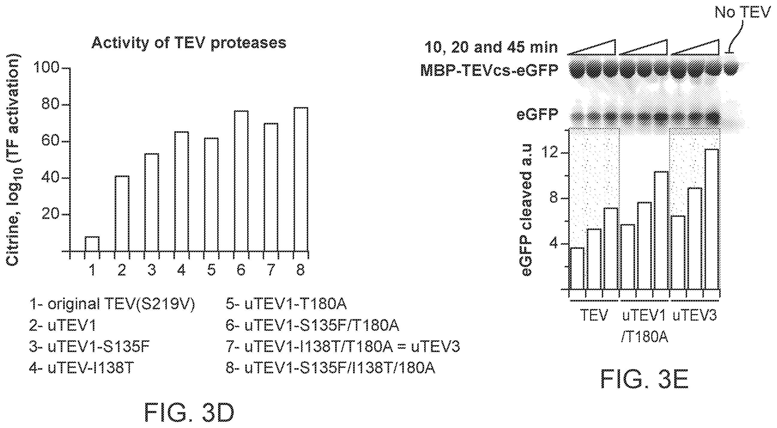 Patent US12590325 Figure 11 – Directed evolution for obtaining improved variants of TEV protease for biotechnological applications