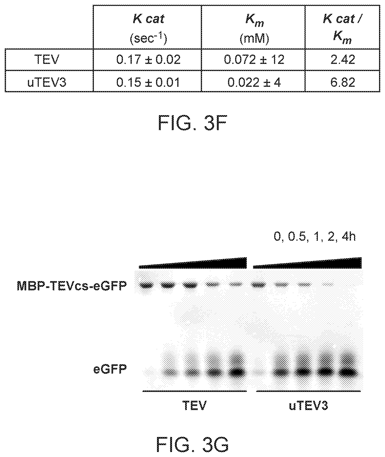 Patent US12590325 Figure 12 – Directed evolution for obtaining improved variants of TEV protease for biotechnological applications