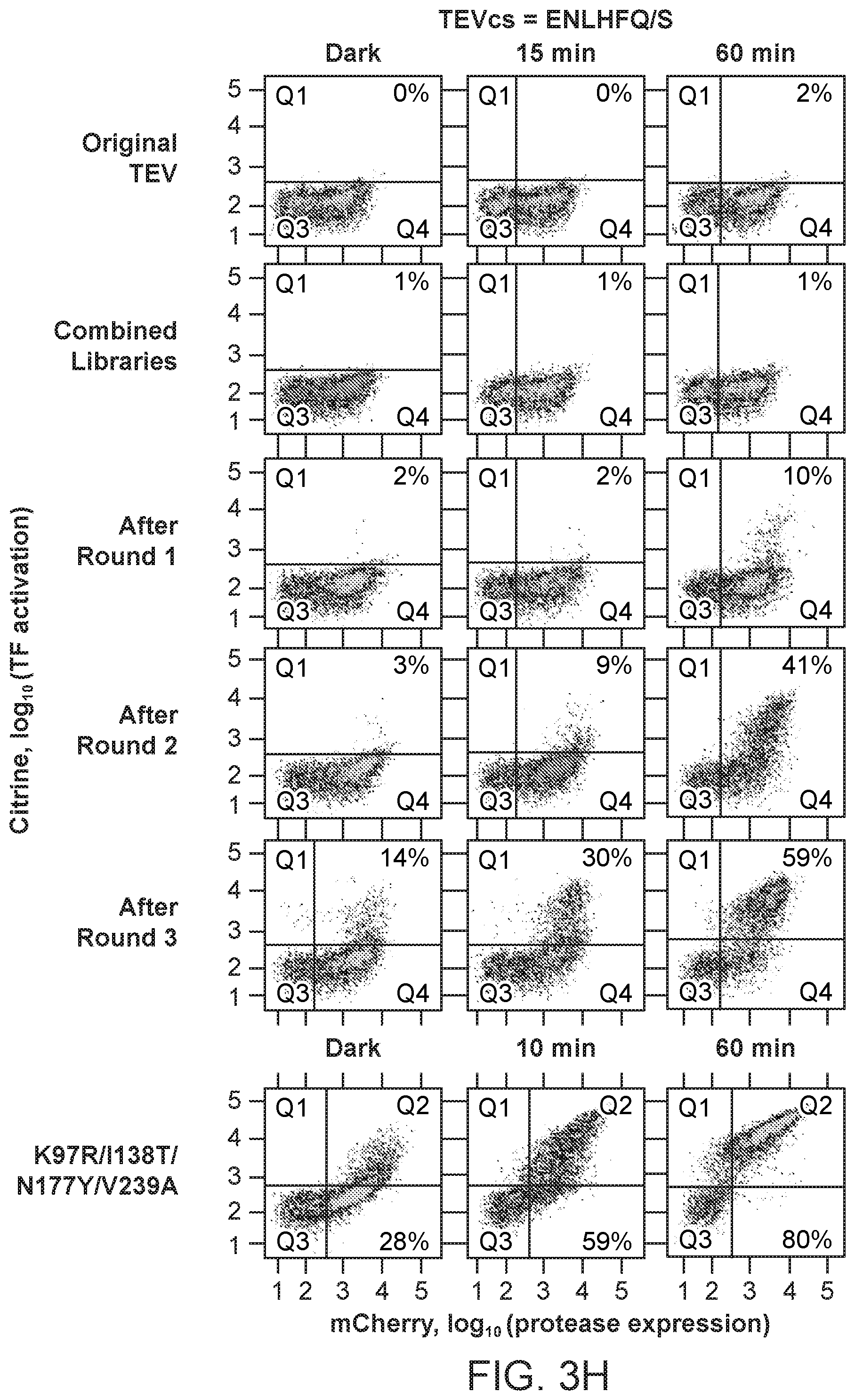 Patent US12590325 Figure 13 – Directed evolution for obtaining improved variants of TEV protease for biotechnological applications