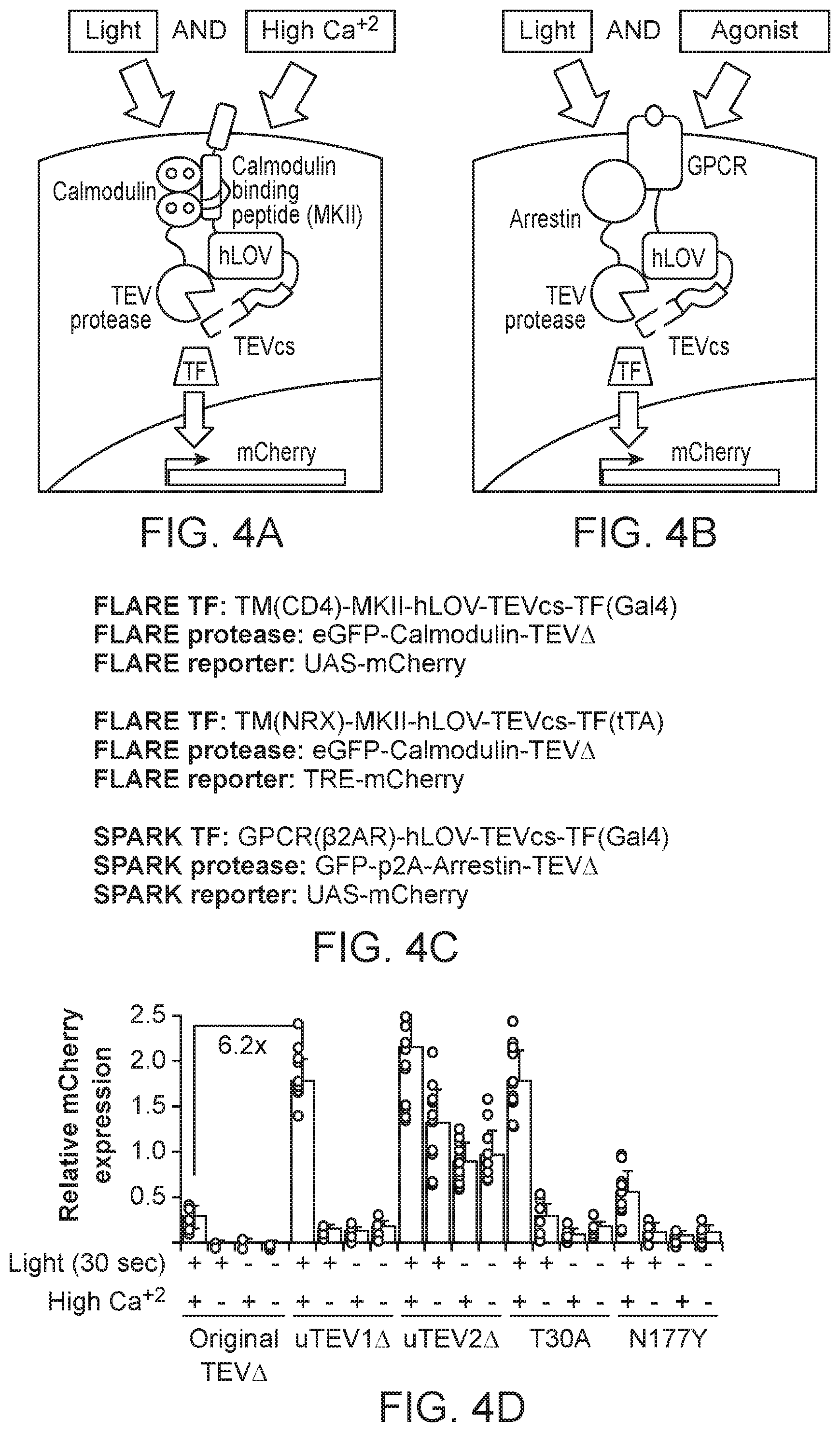 Patent US12590325 Figure 14 – Directed evolution for obtaining improved variants of TEV protease for biotechnological applications