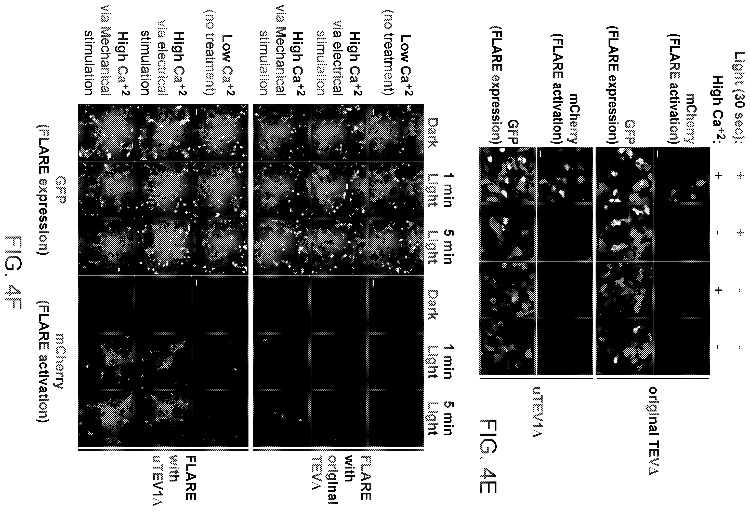 Patent US12590325 Figure 15 – Directed evolution for obtaining improved variants of TEV protease for biotechnological applications
