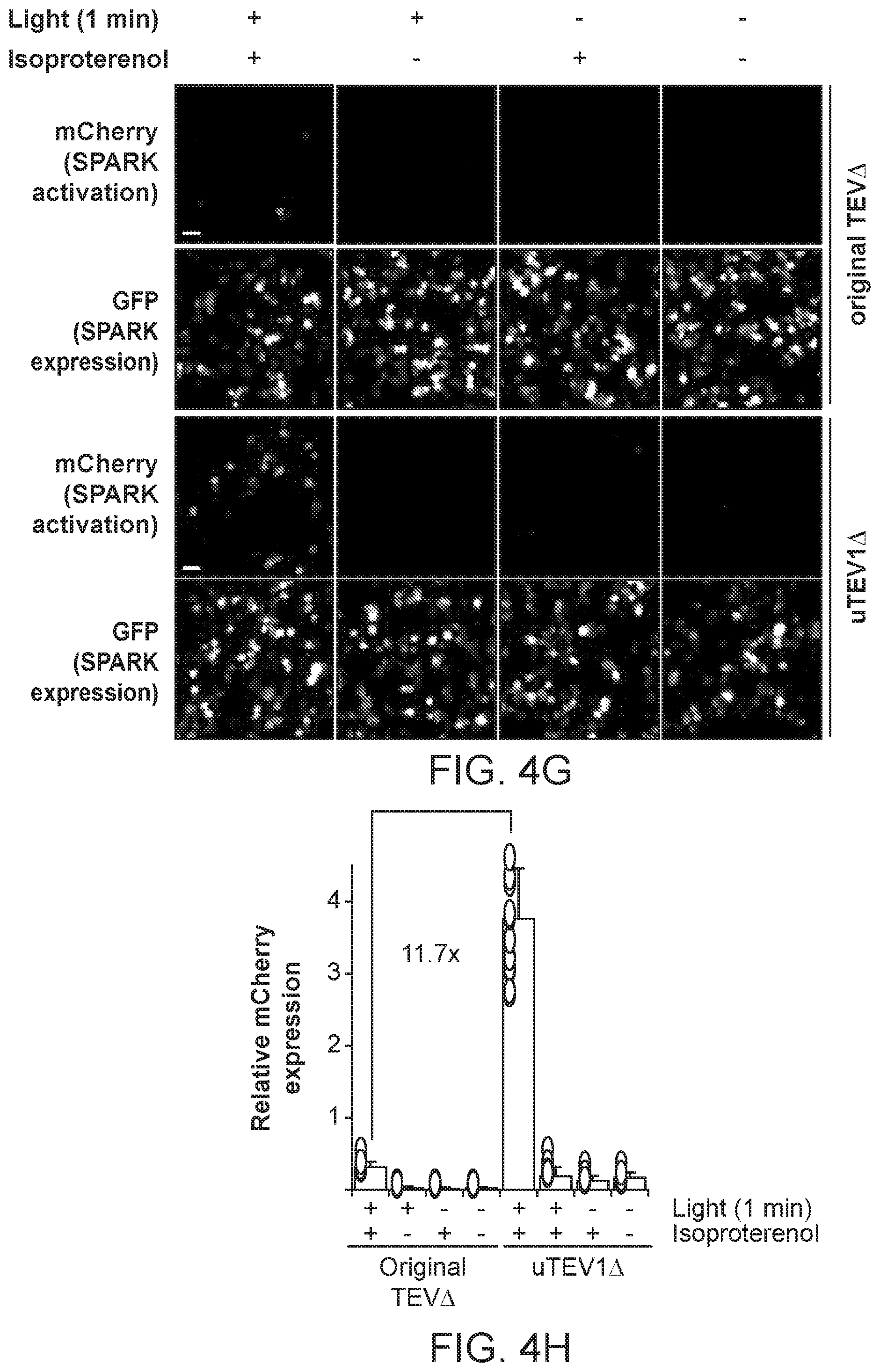 Patent US12590325 Figure 16 – Directed evolution for obtaining improved variants of TEV protease for biotechnological applications