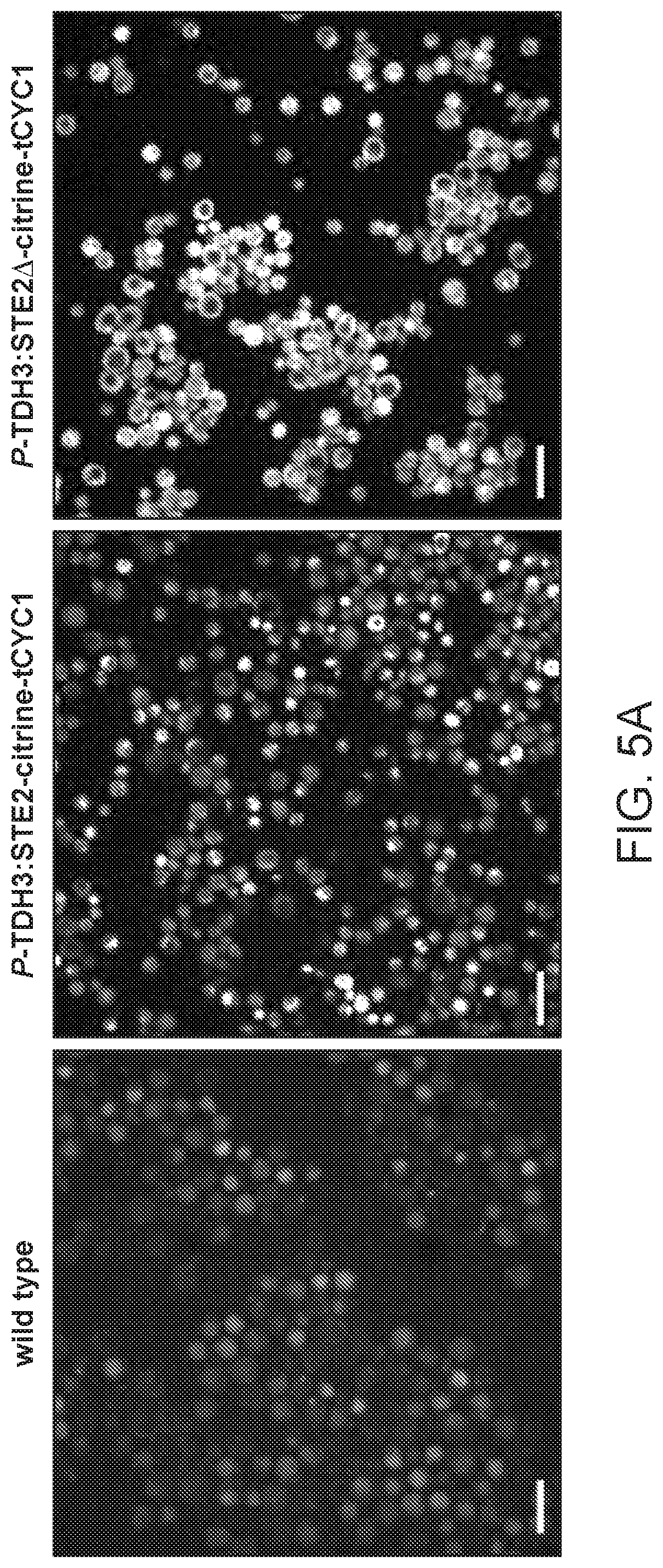 Patent US12590325 Figure 17 – Directed evolution for obtaining improved variants of TEV protease for biotechnological applications