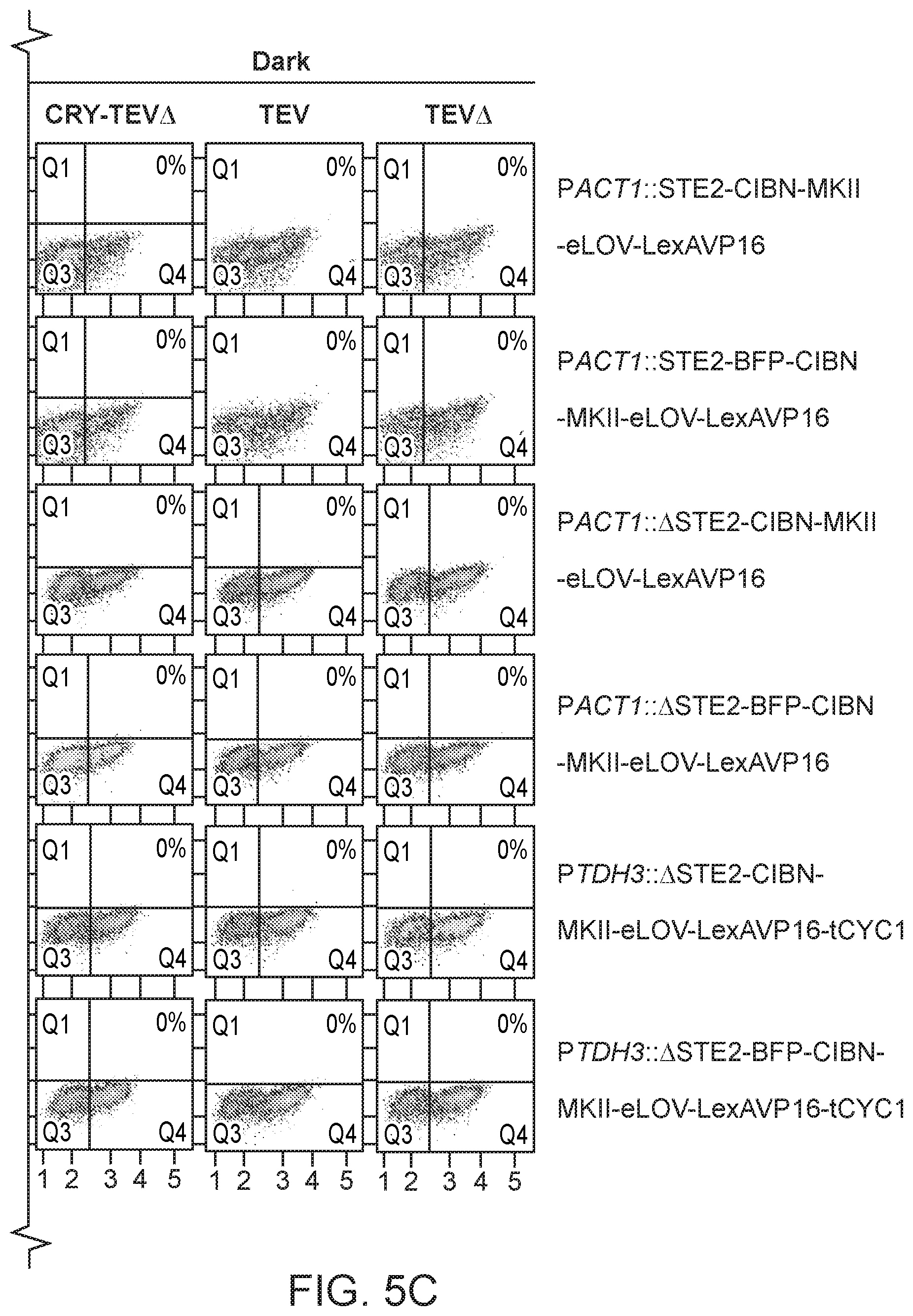 Patent US12590325 Figure 19 – Directed evolution for obtaining improved variants of TEV protease for biotechnological applications