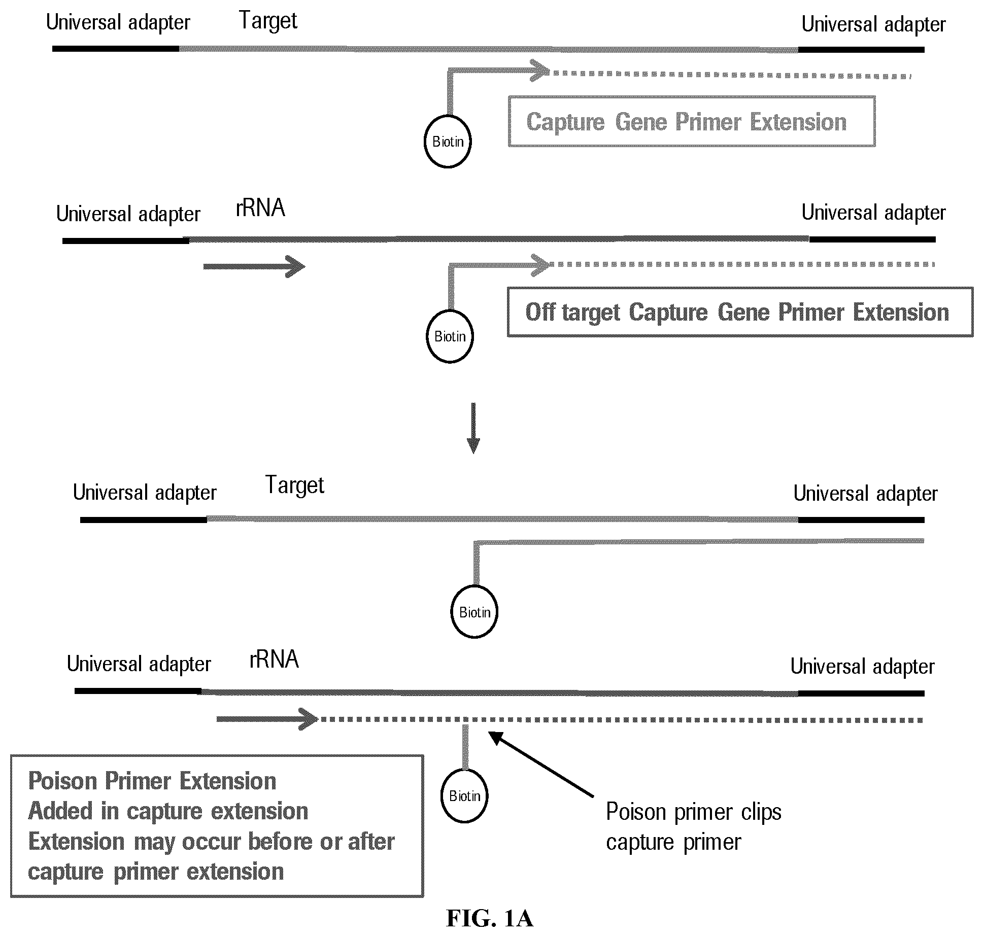 Patent US12590328 — Targeted depletion of non-target library molecules using poison primers during target capture of next-generation sequencing libraries — Figure 1