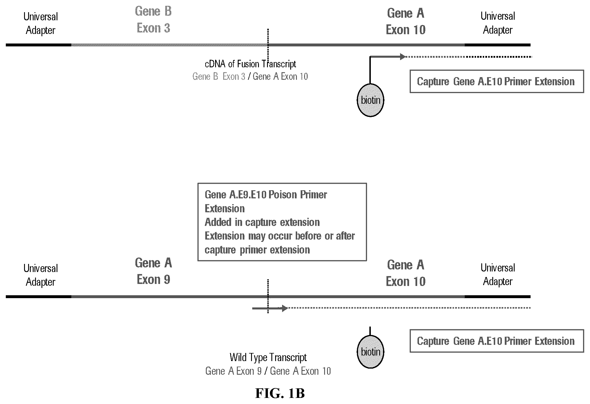 Patent US12590328 Figure 2 – Targeted depletion of non-target library molecules using poison primers during target capture of next-generation sequencing libraries
