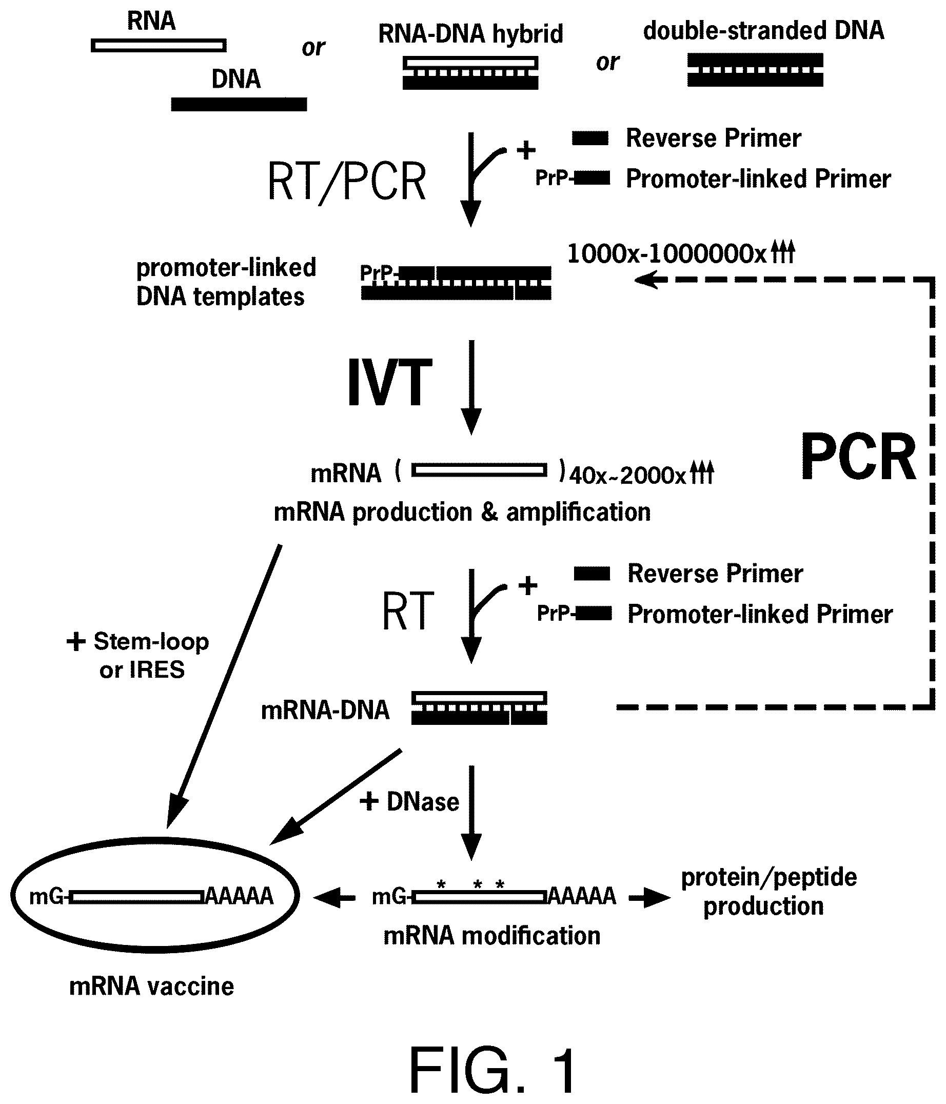 Patent US12590329 Figure 1 – Replicase cycling reaction (RCR)